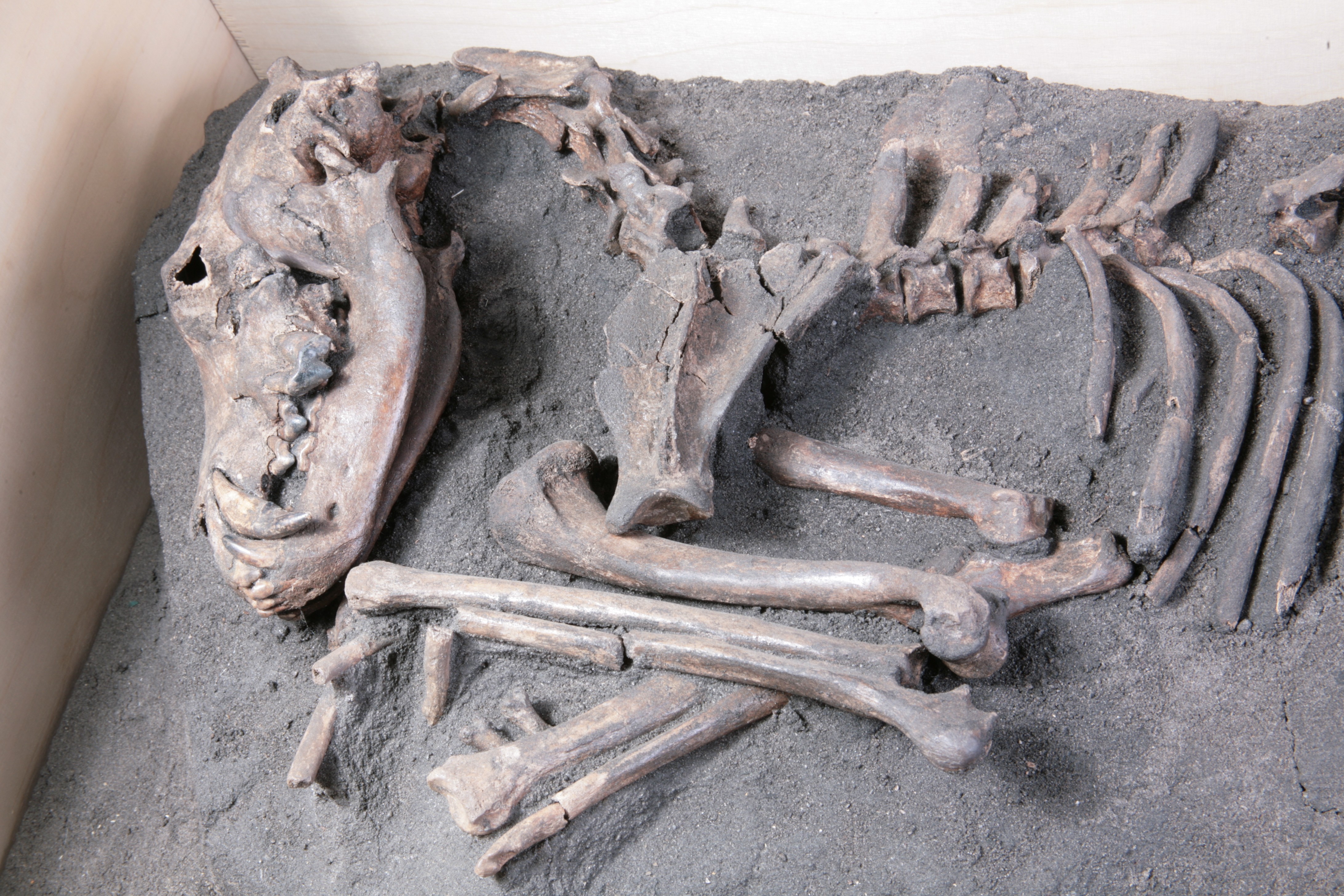 Nog een foto van  hond