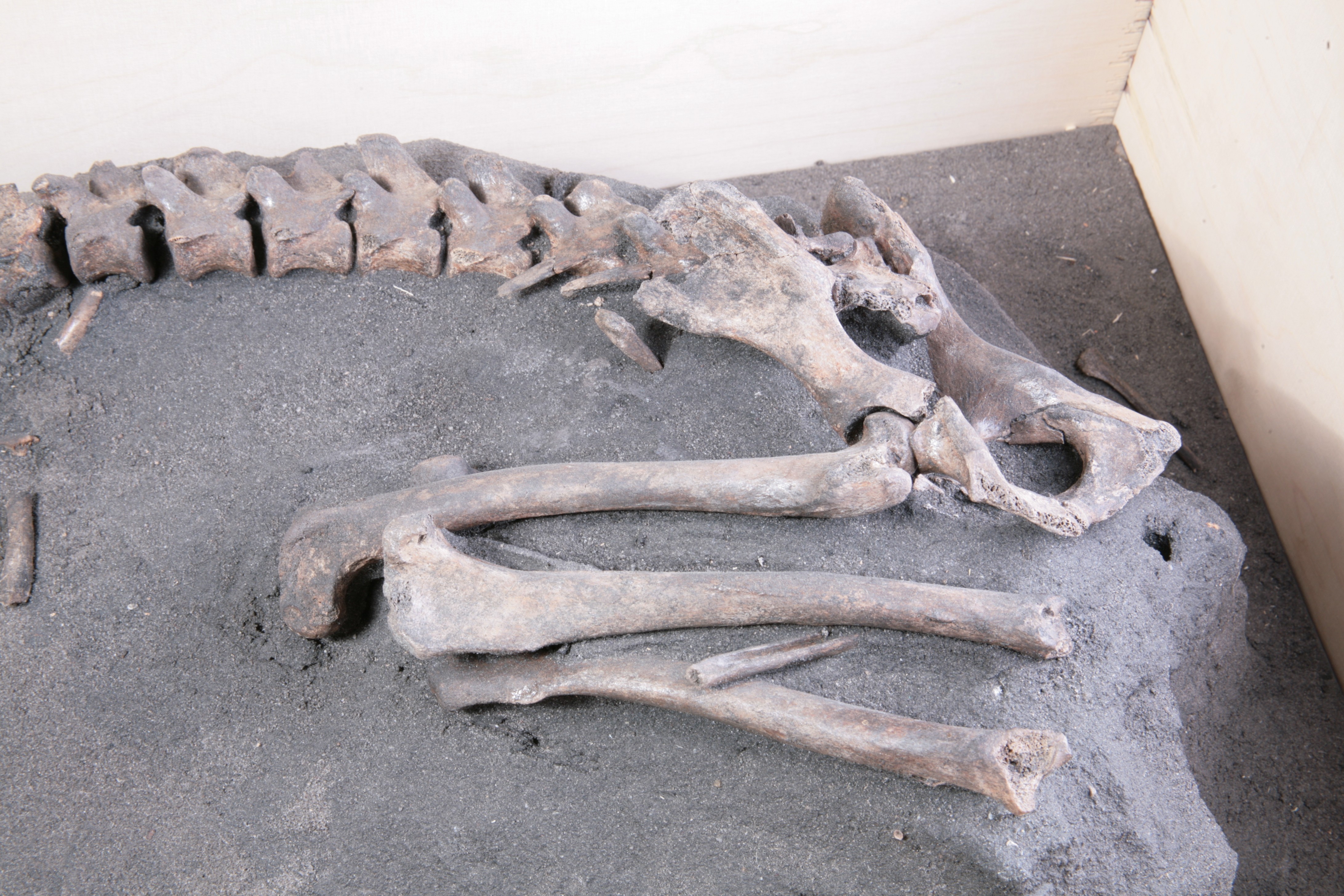 Nog een foto van  hond