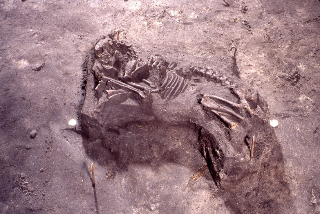 Nog een foto van  hond