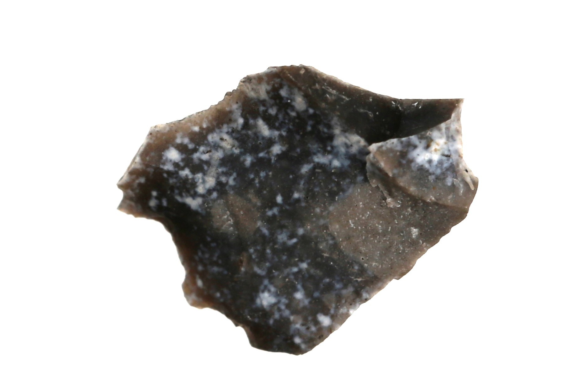 Nog een foto van  Spits