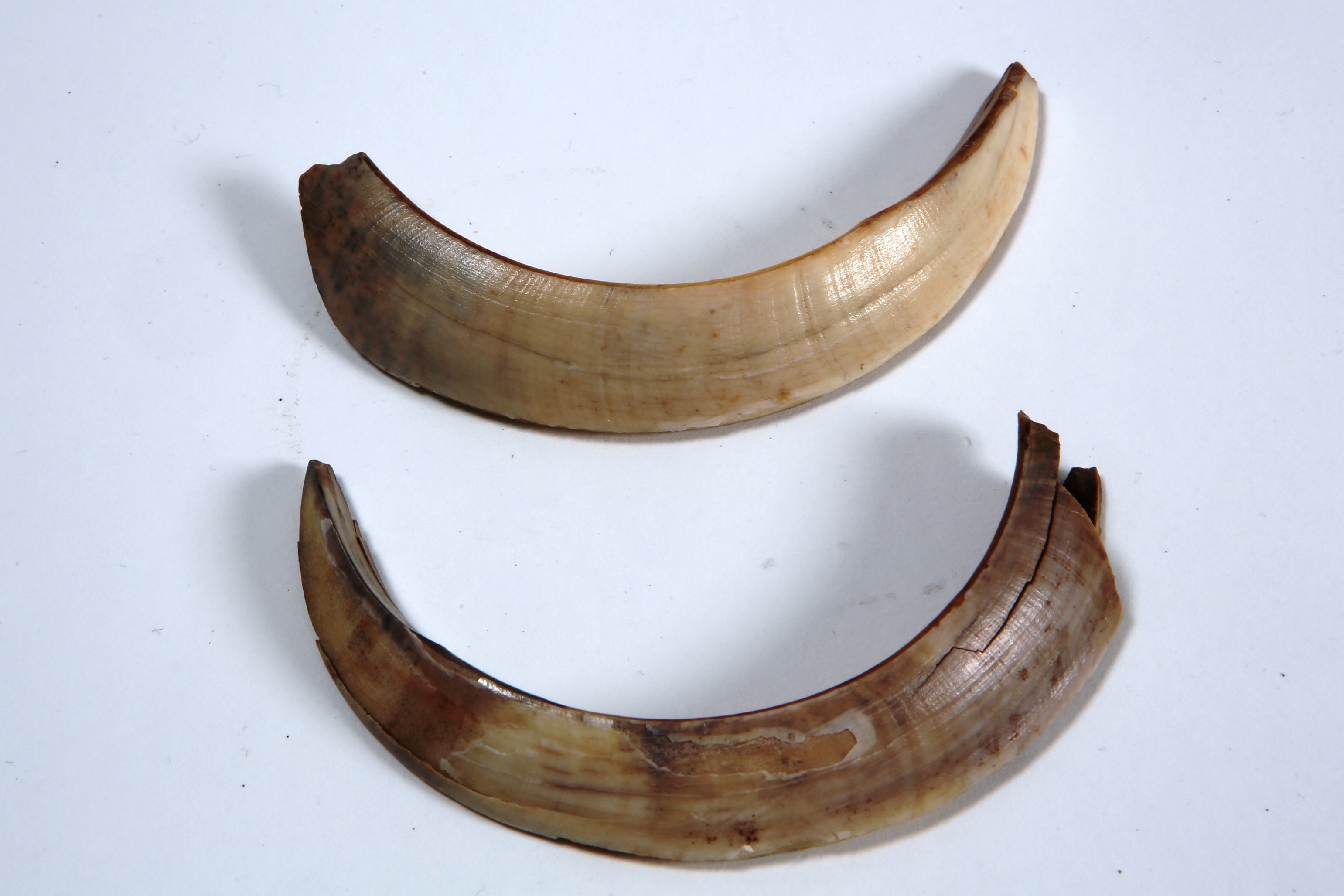 Foto van zoogdier, wild