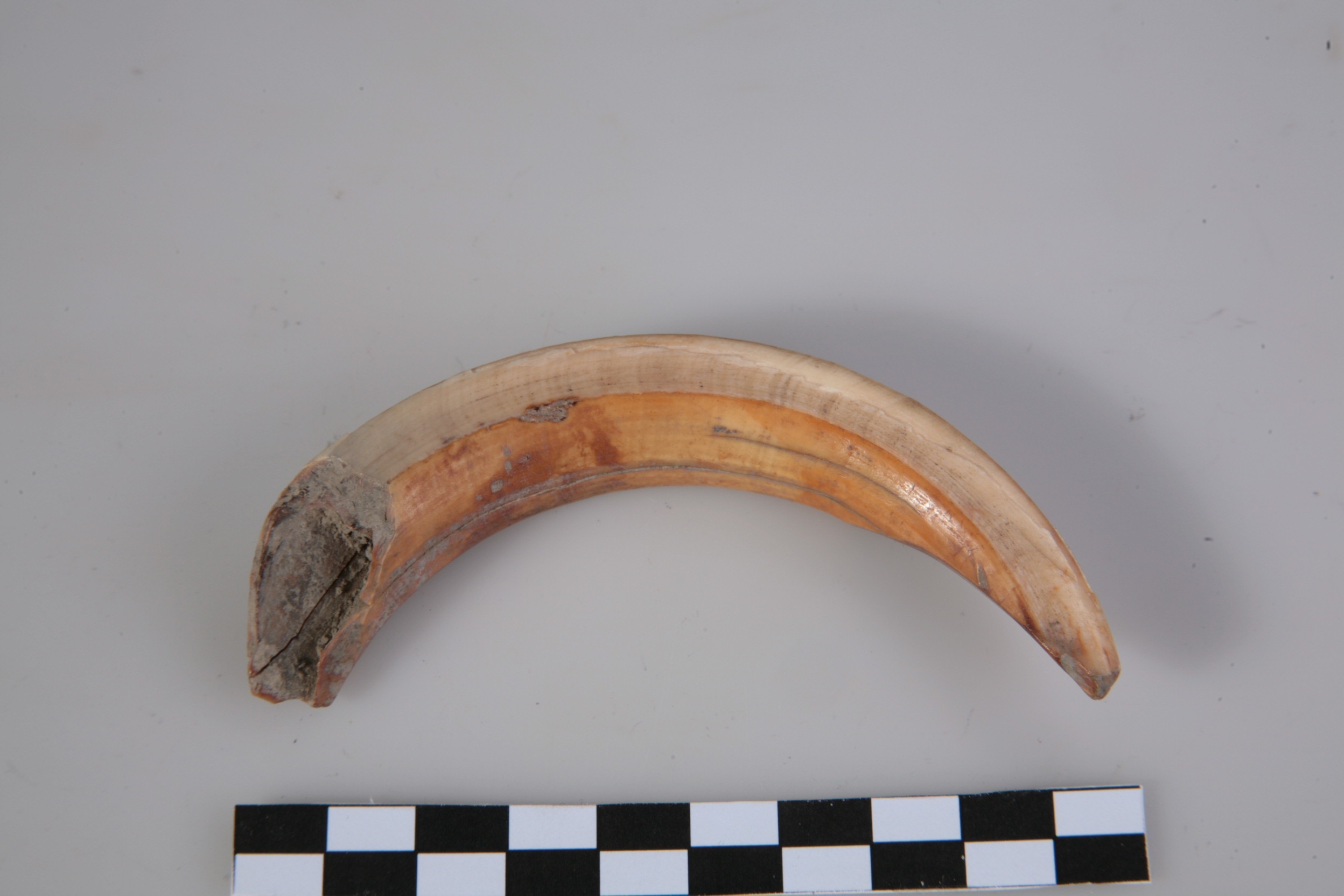 Nog een foto van  zoogdier, wild