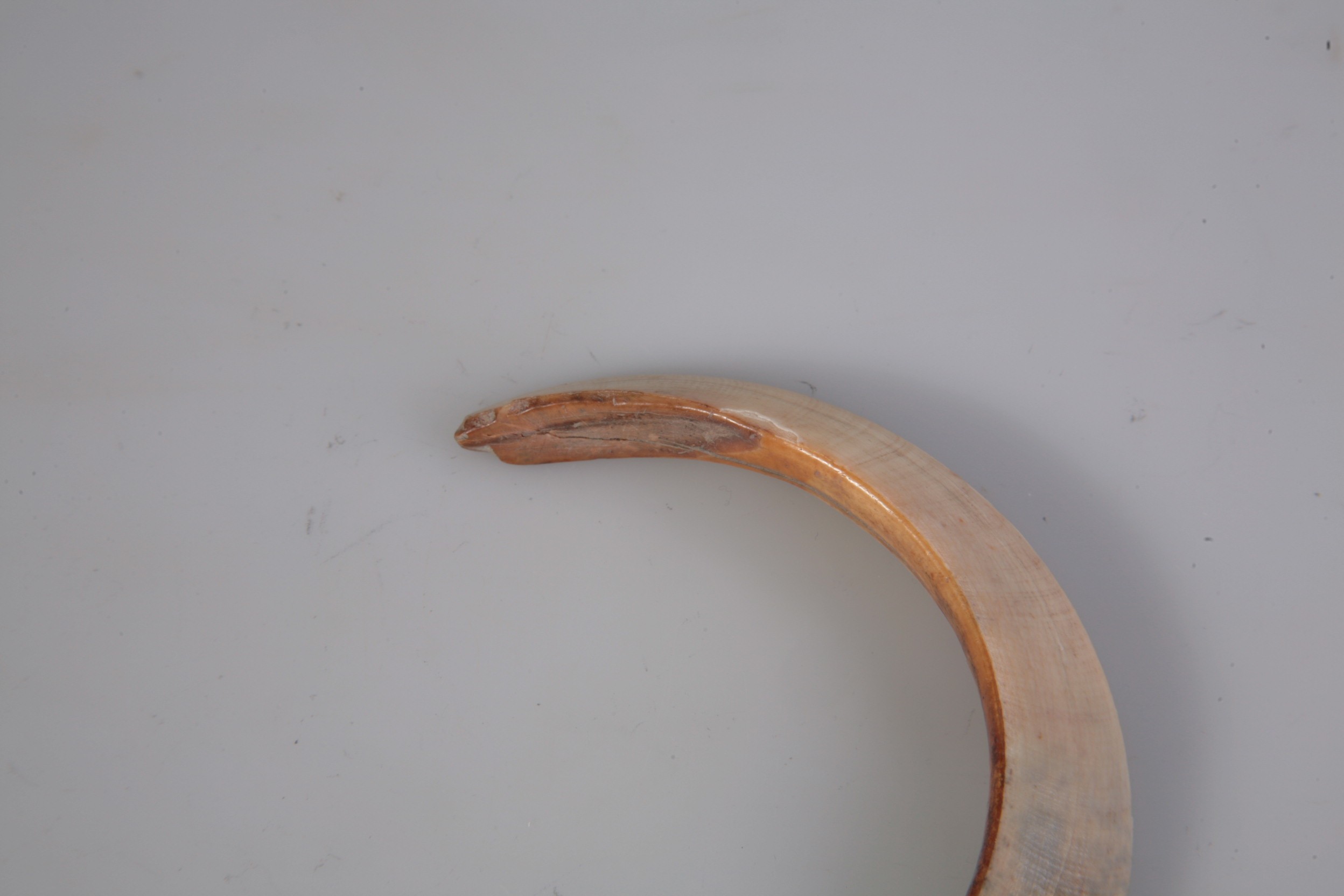 Nog een foto van  zoogdier, wild