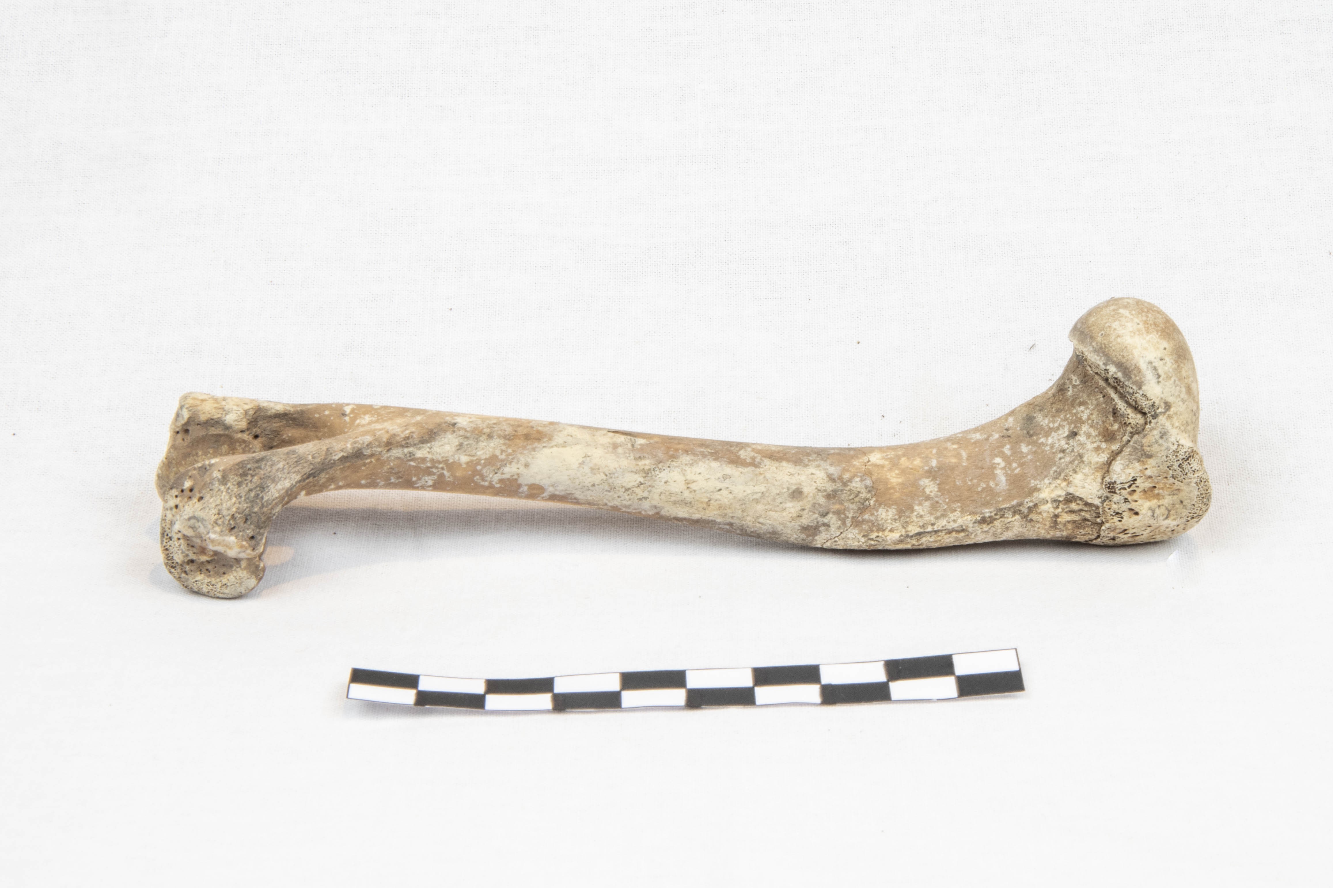 Nog een foto van  hond