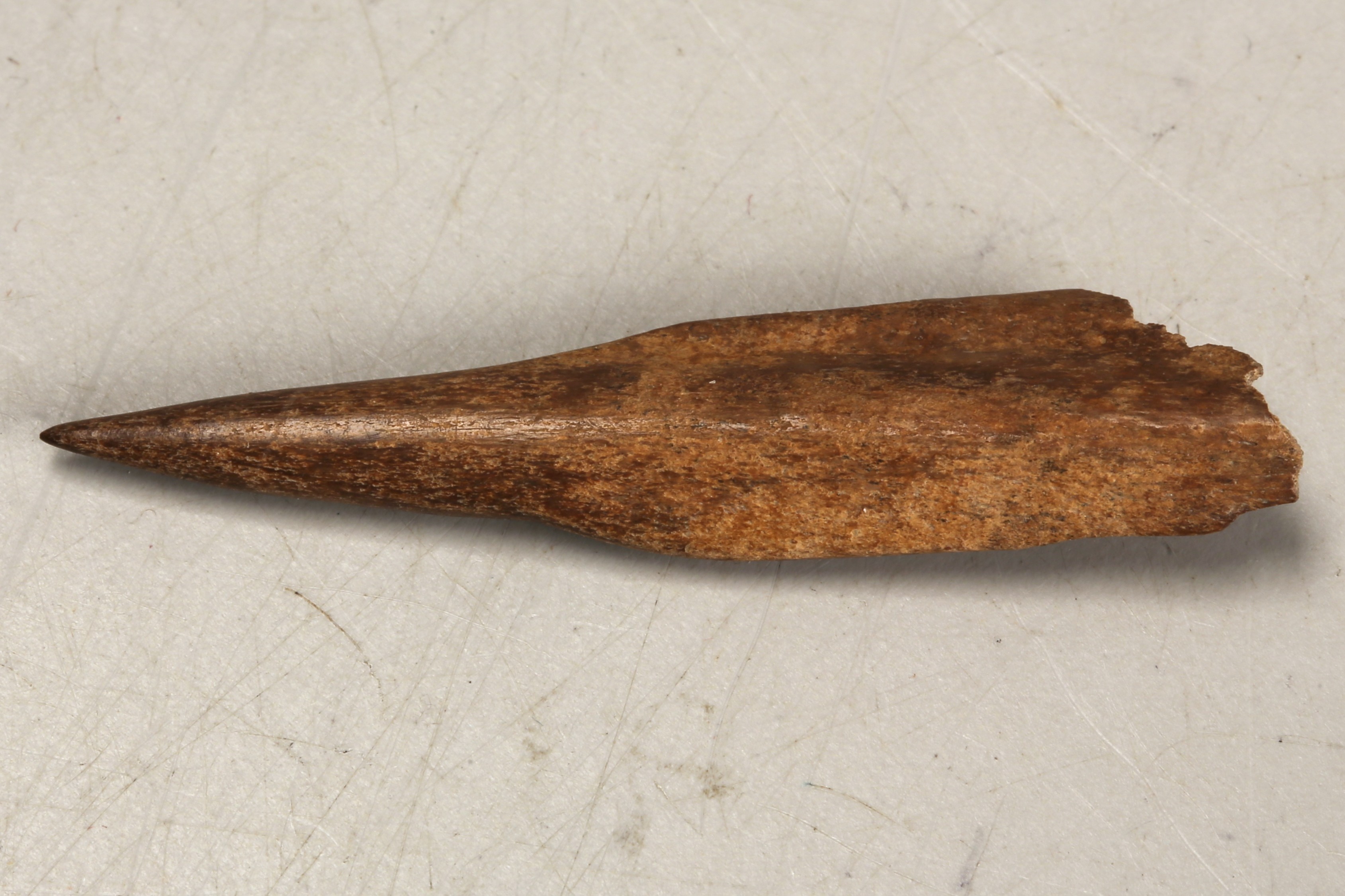 Nog een foto van  Priem/els