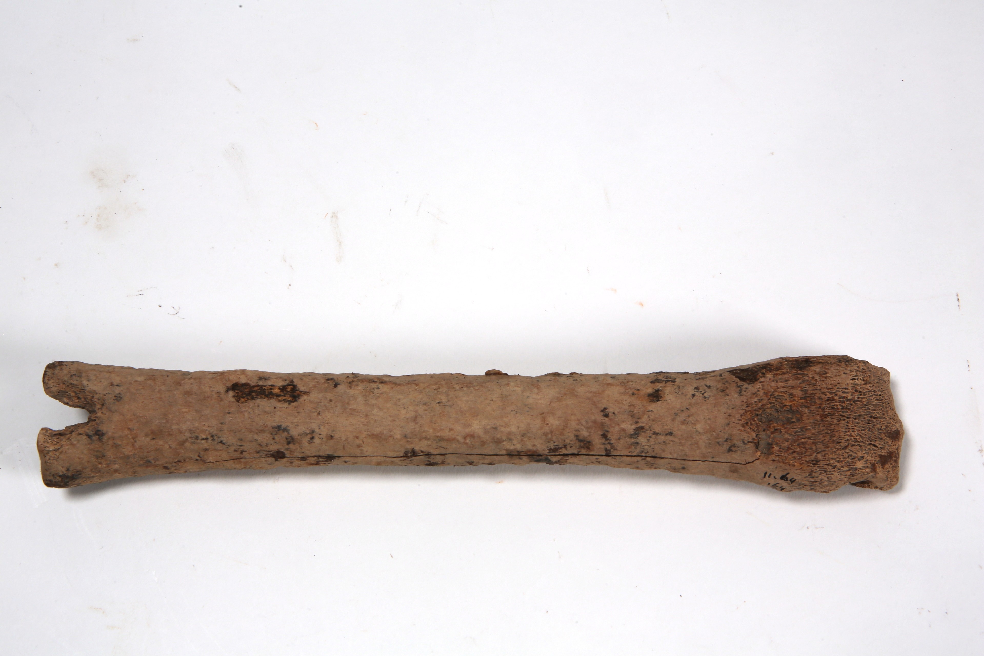 Nog een foto van  Glis