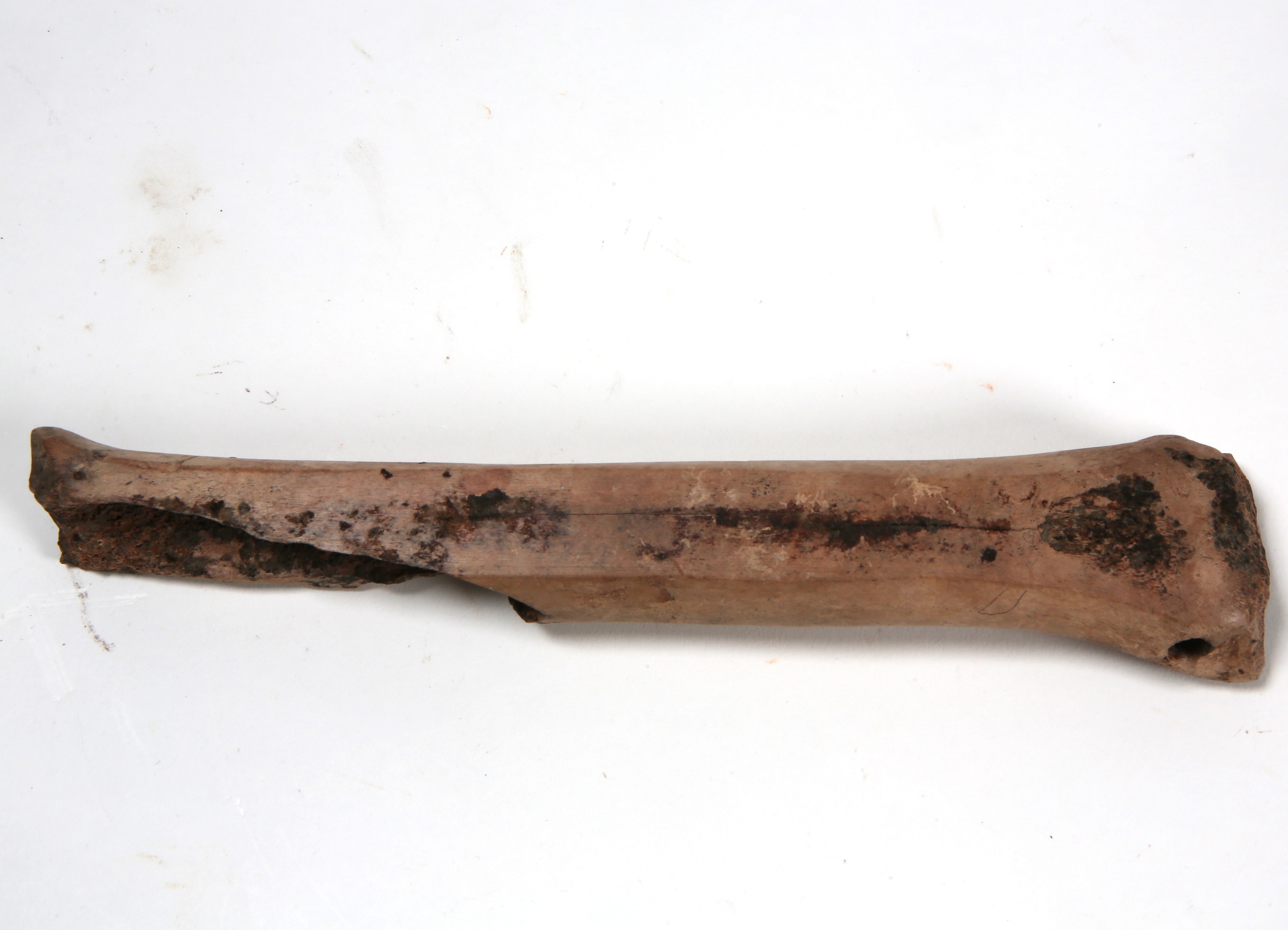 Nog een foto van  Glis