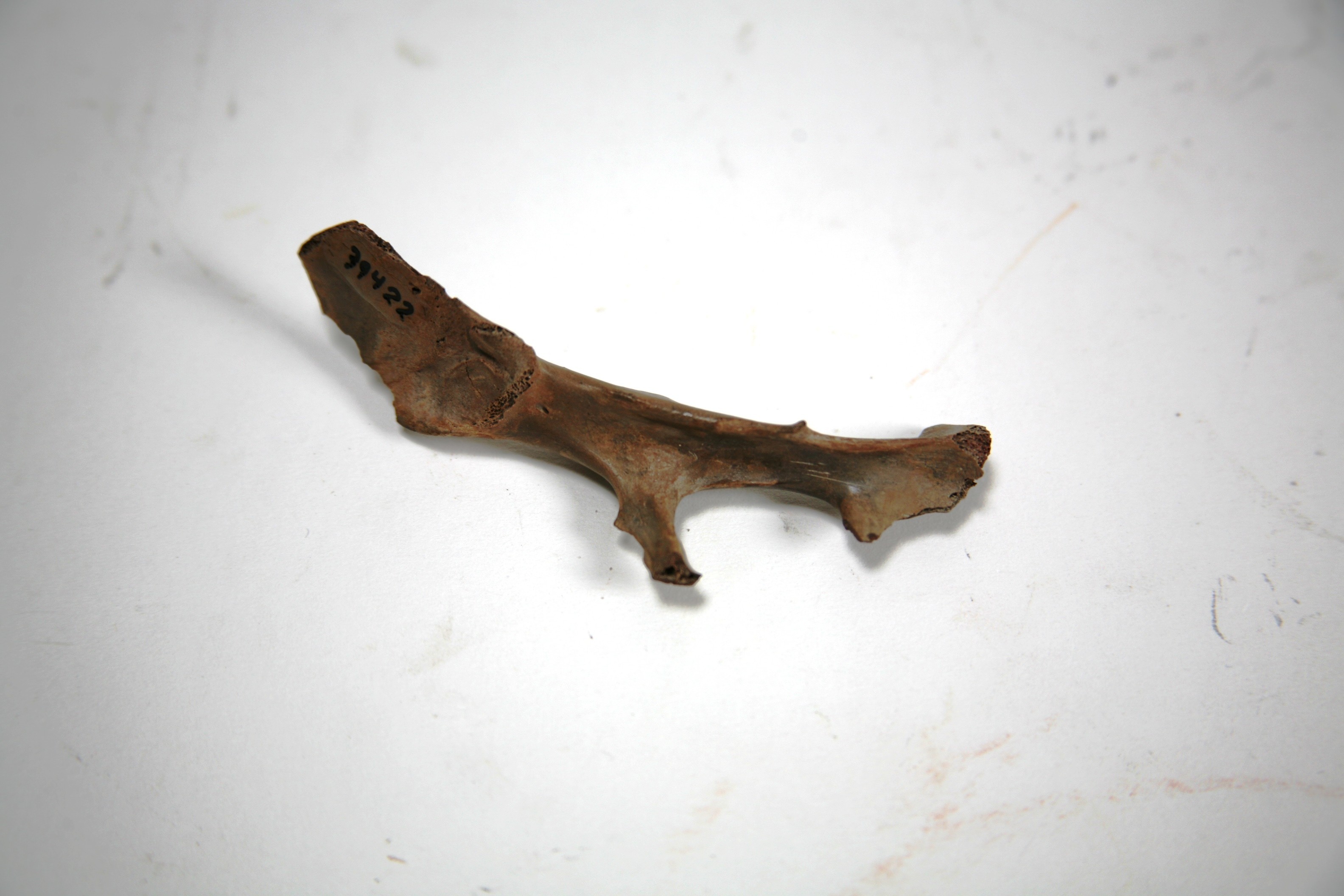 Foto van zoogdier, wild