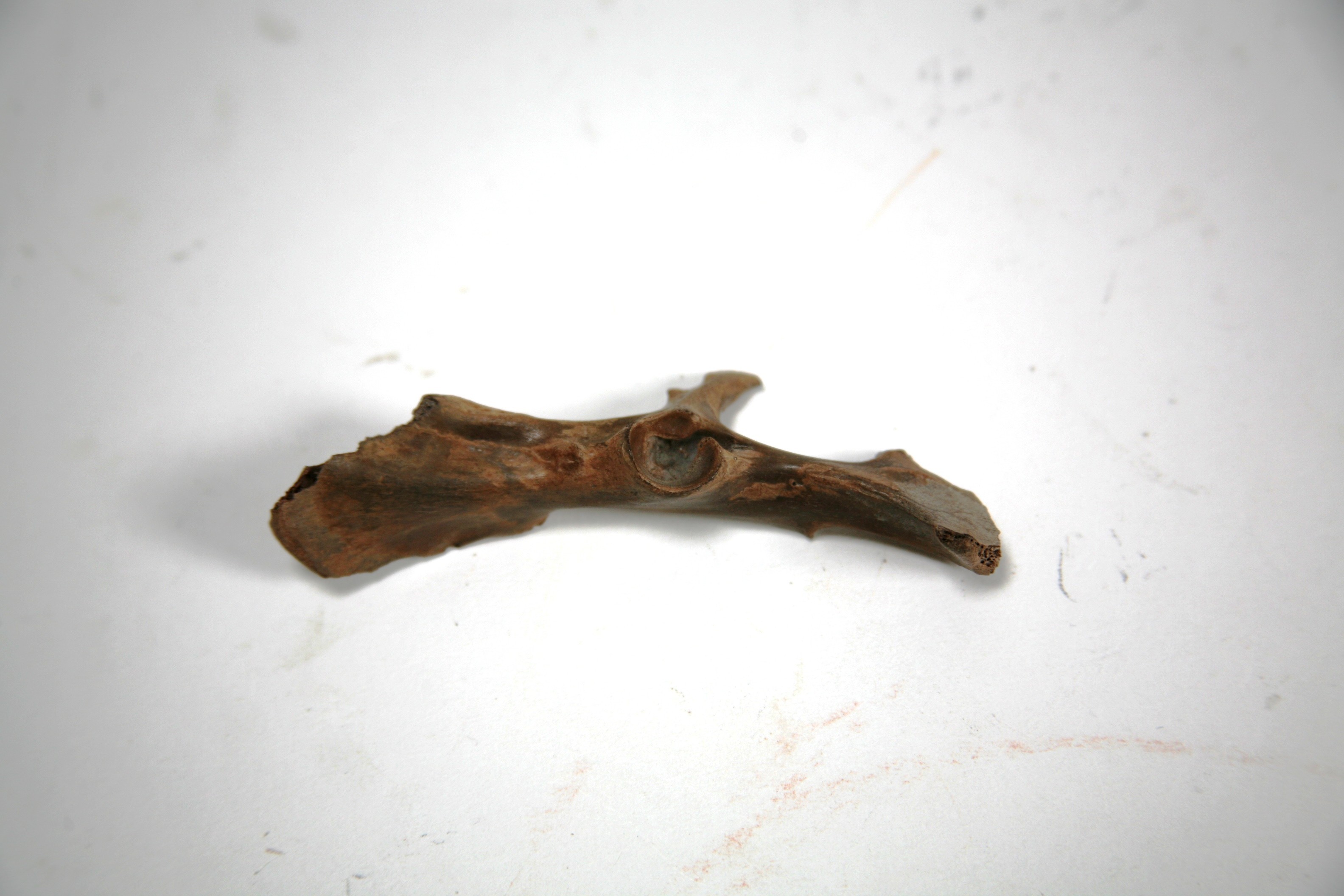 Nog een foto van  zoogdier, wild