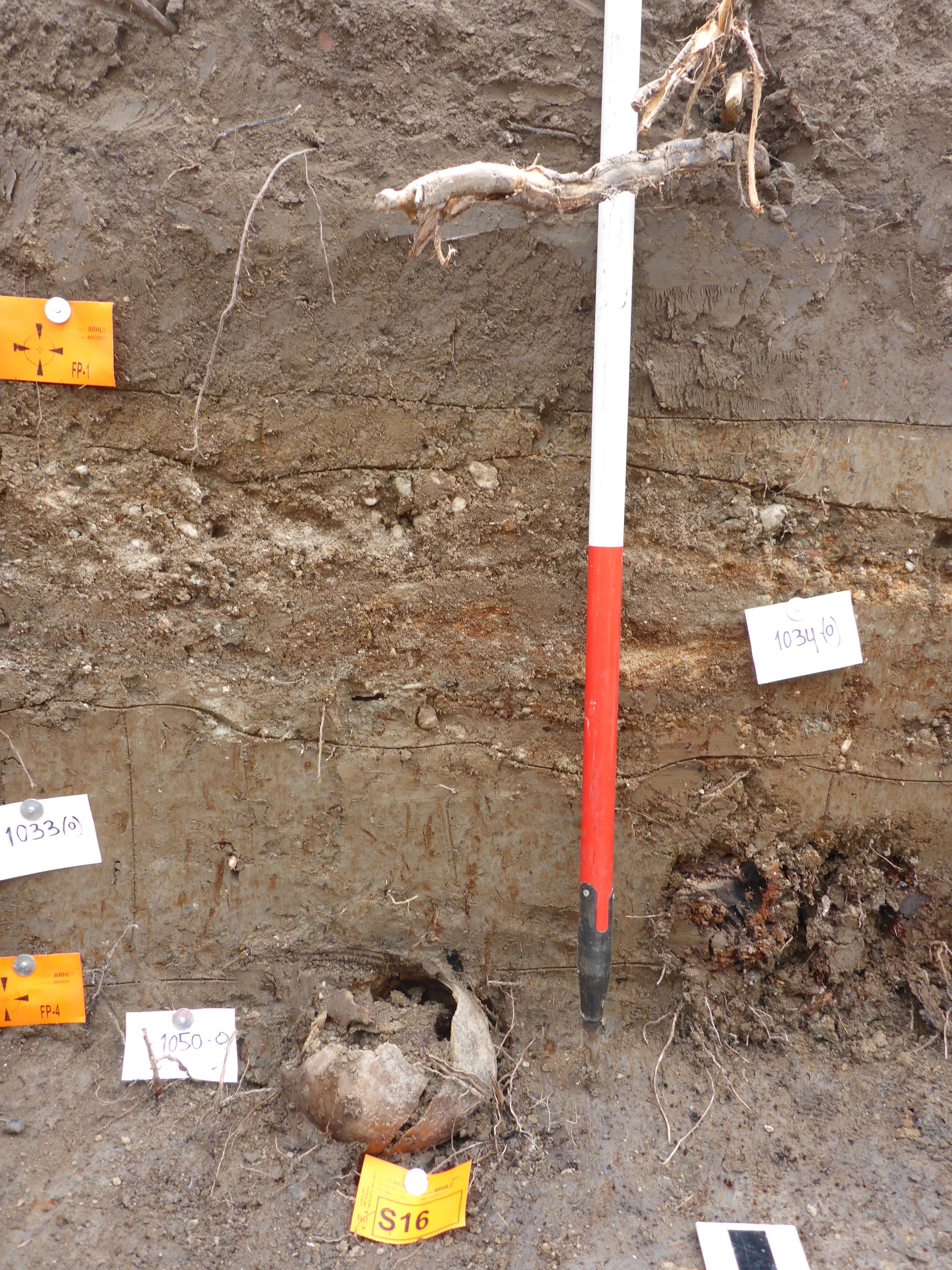 Nog een foto van  Bot, menselijk