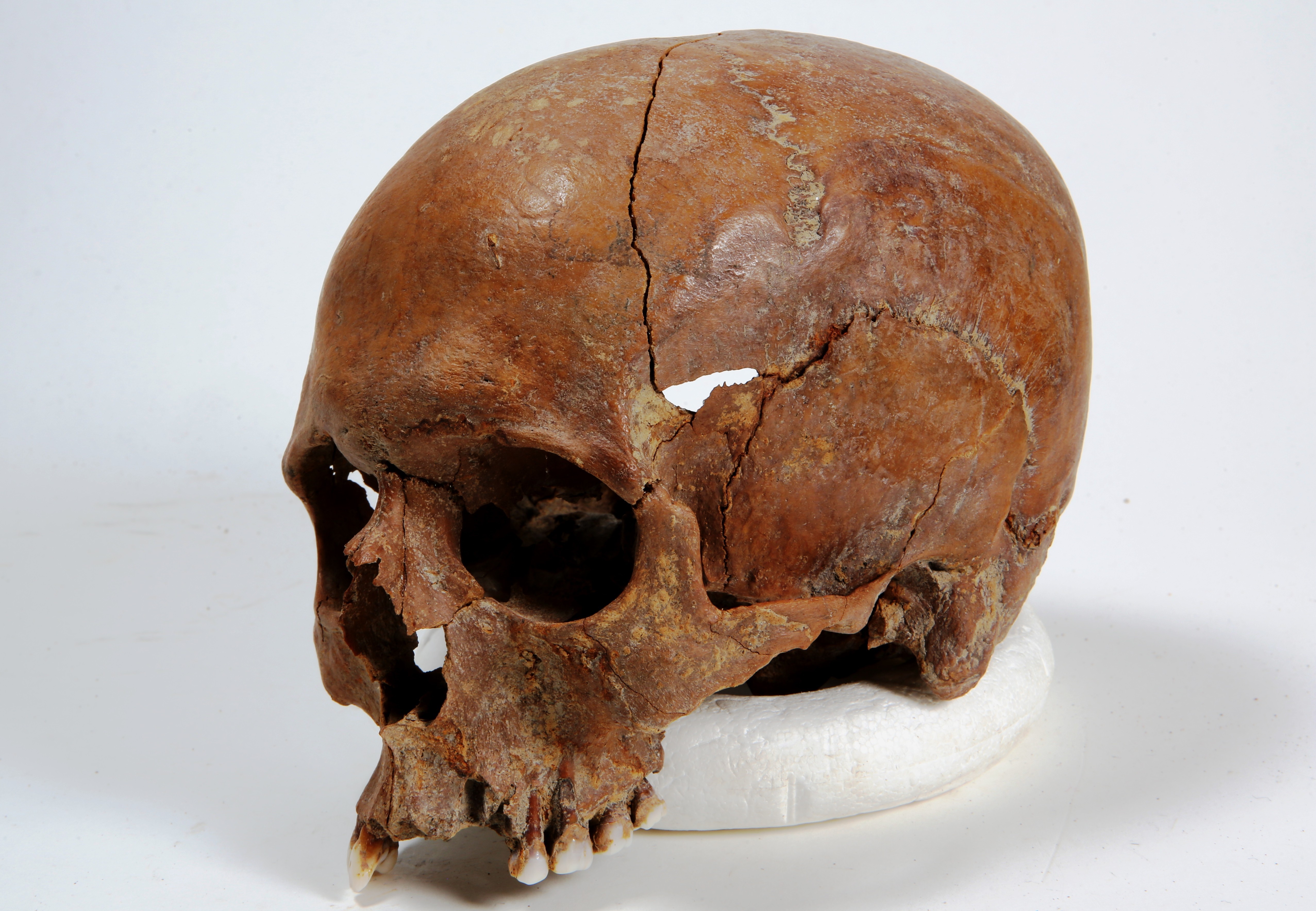 Foto van Bot, menselijk