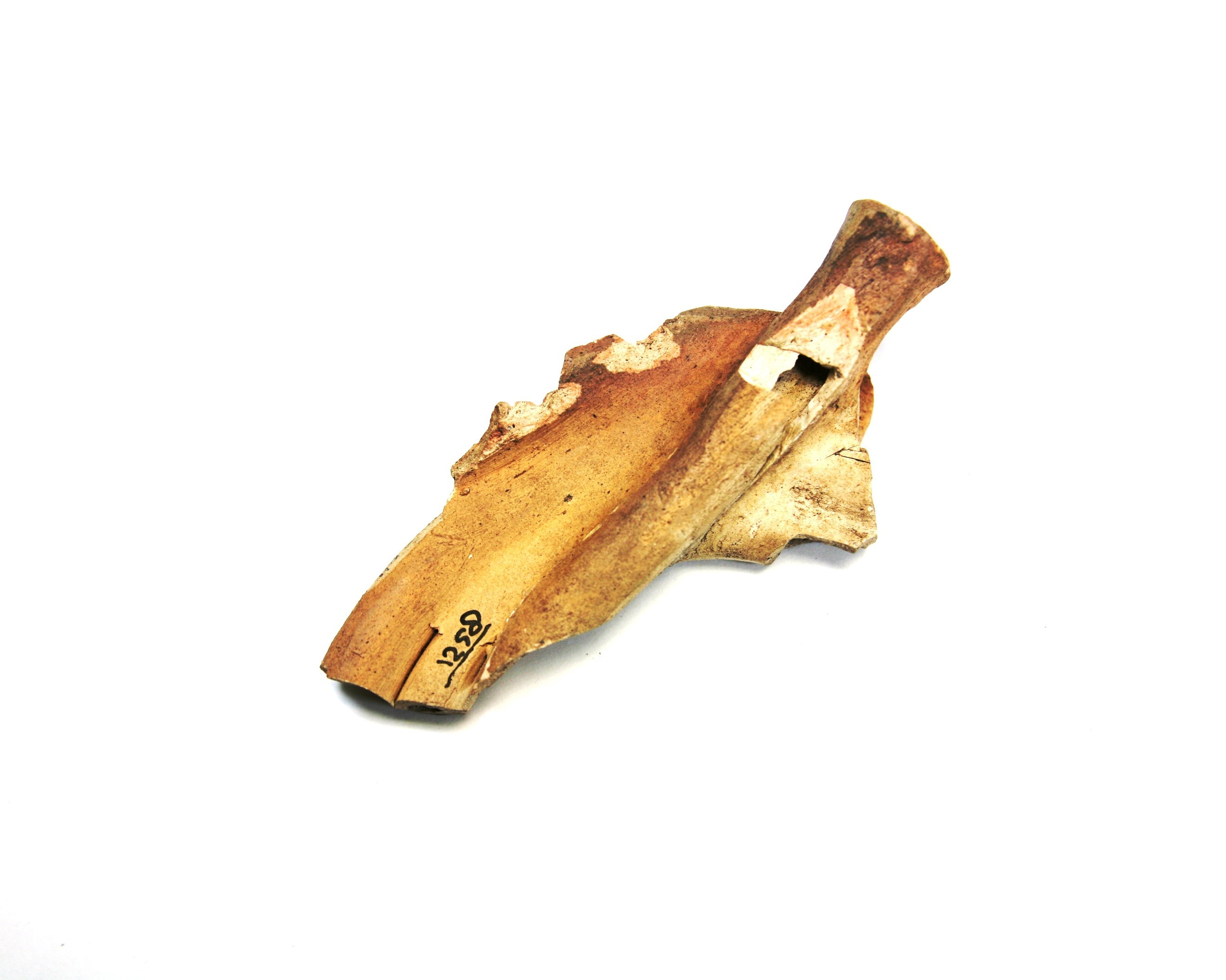 Nog een foto van  hoorn