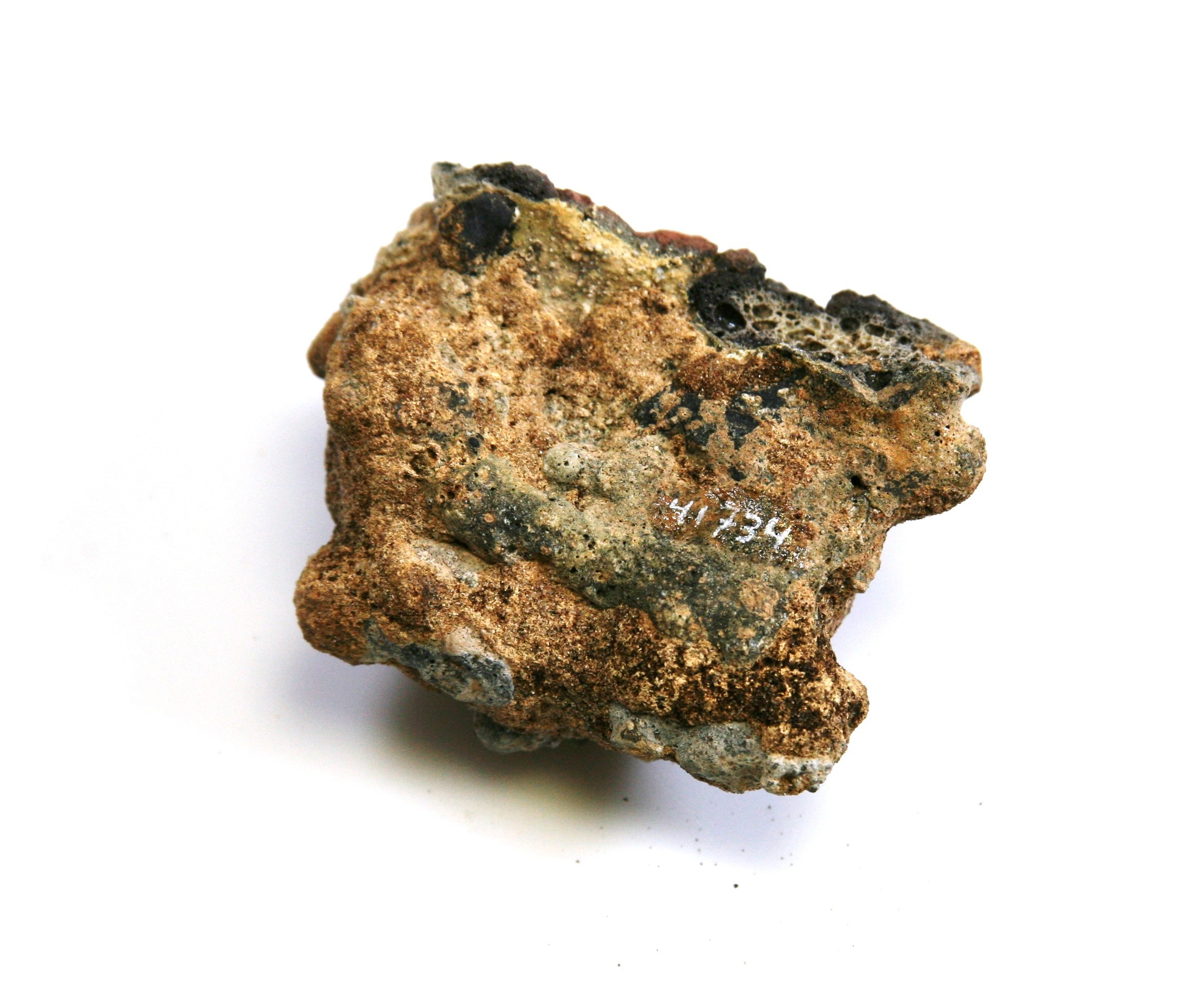 Nog een foto van  Slak