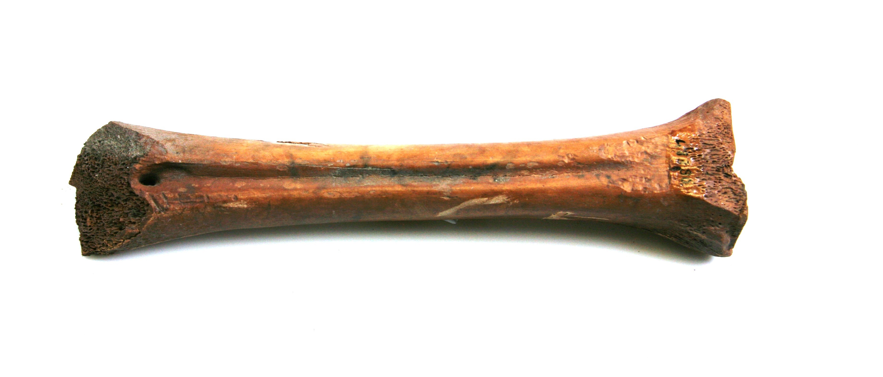 Nog een foto van  Glis