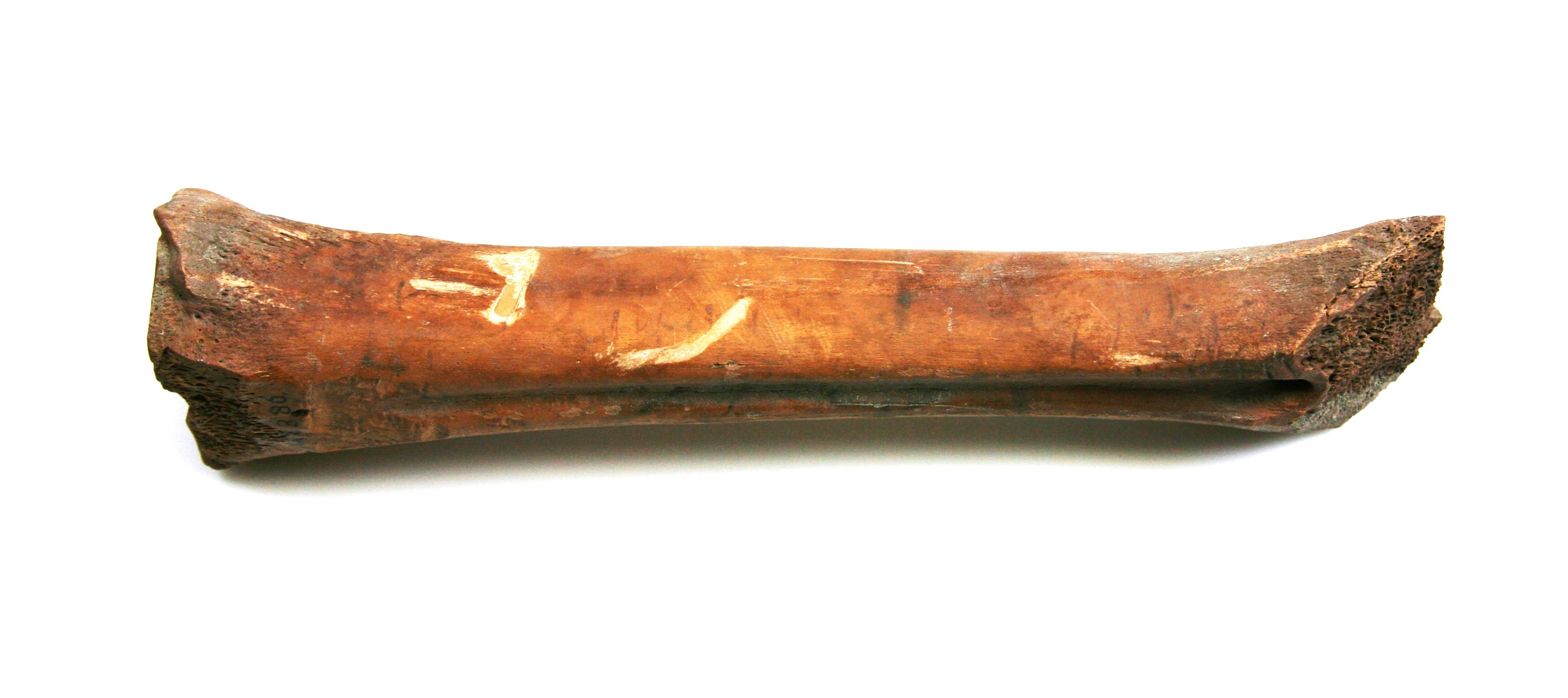 Nog een foto van  Glis