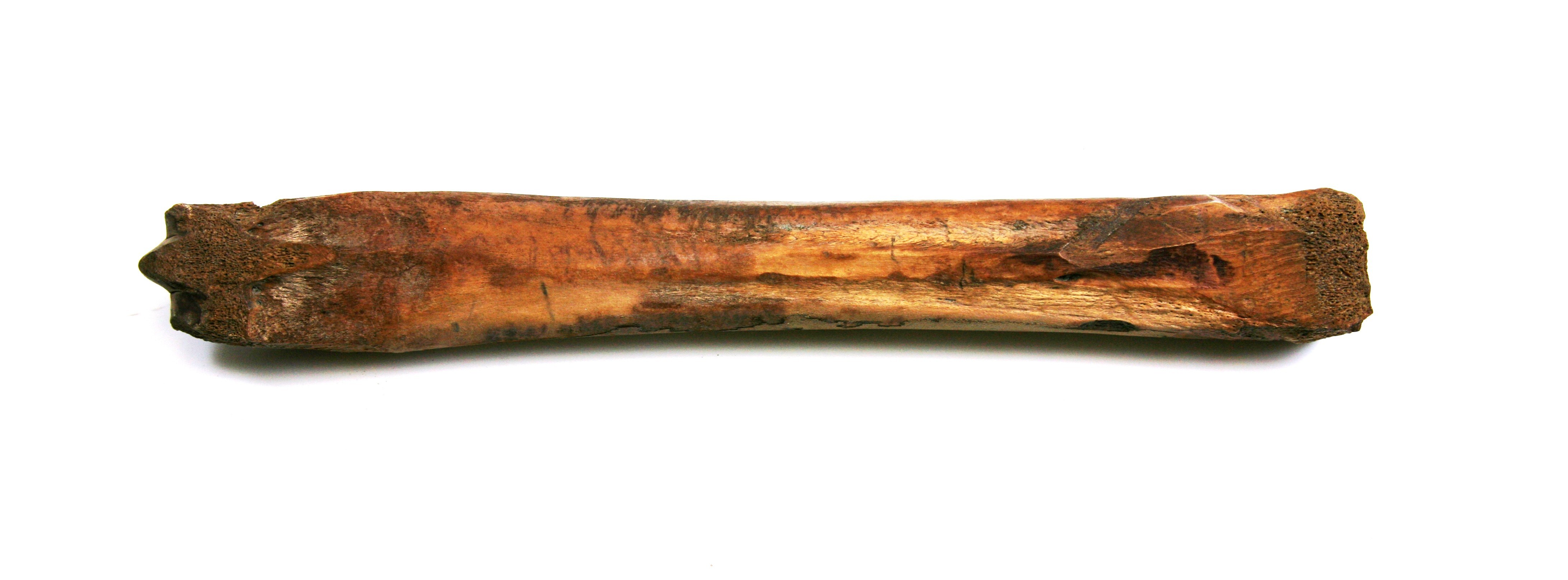 Nog een foto van  Glis