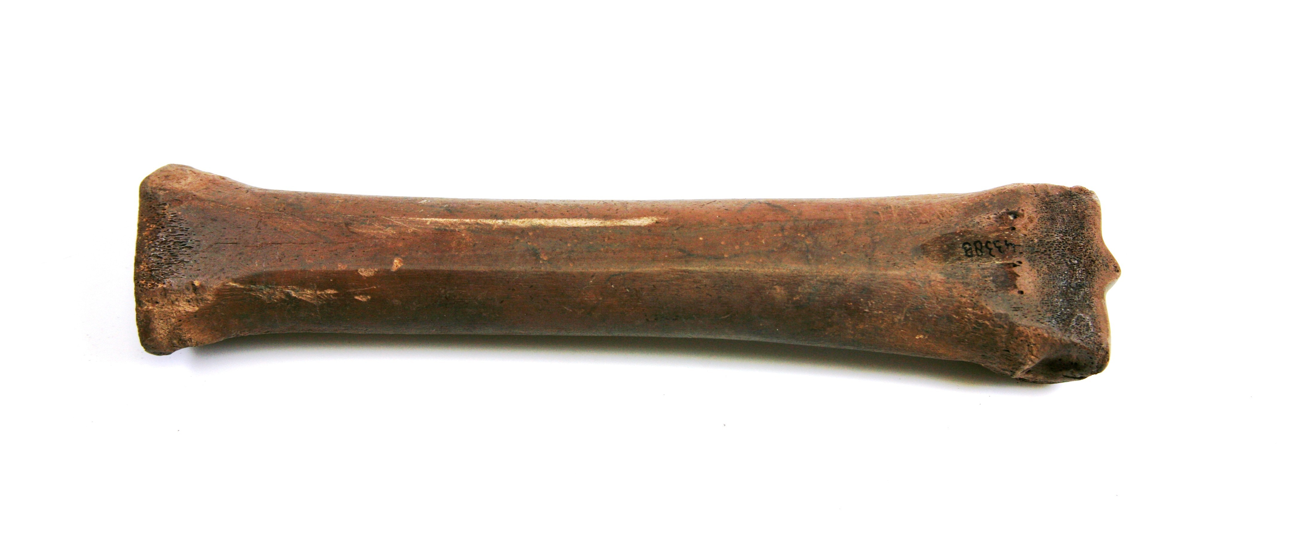 Nog een foto van  Glis