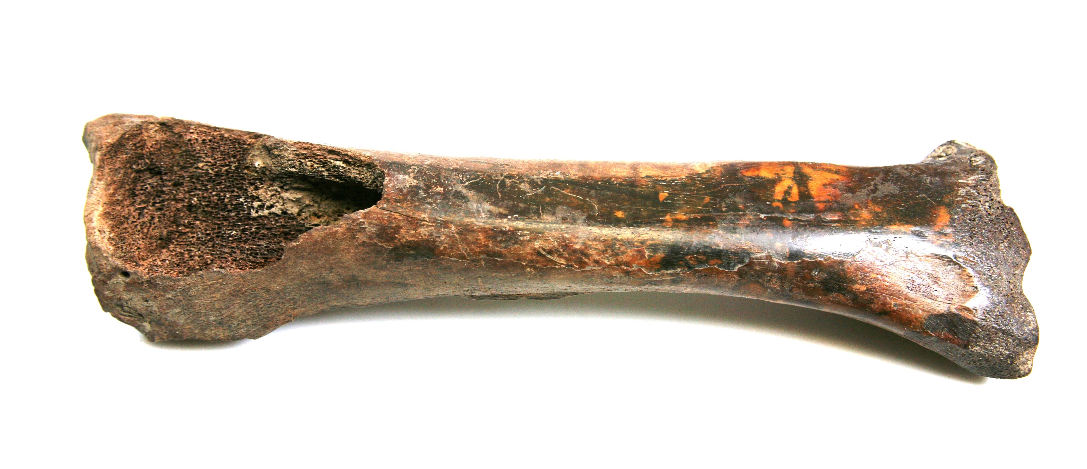 Nog een foto van  Glis