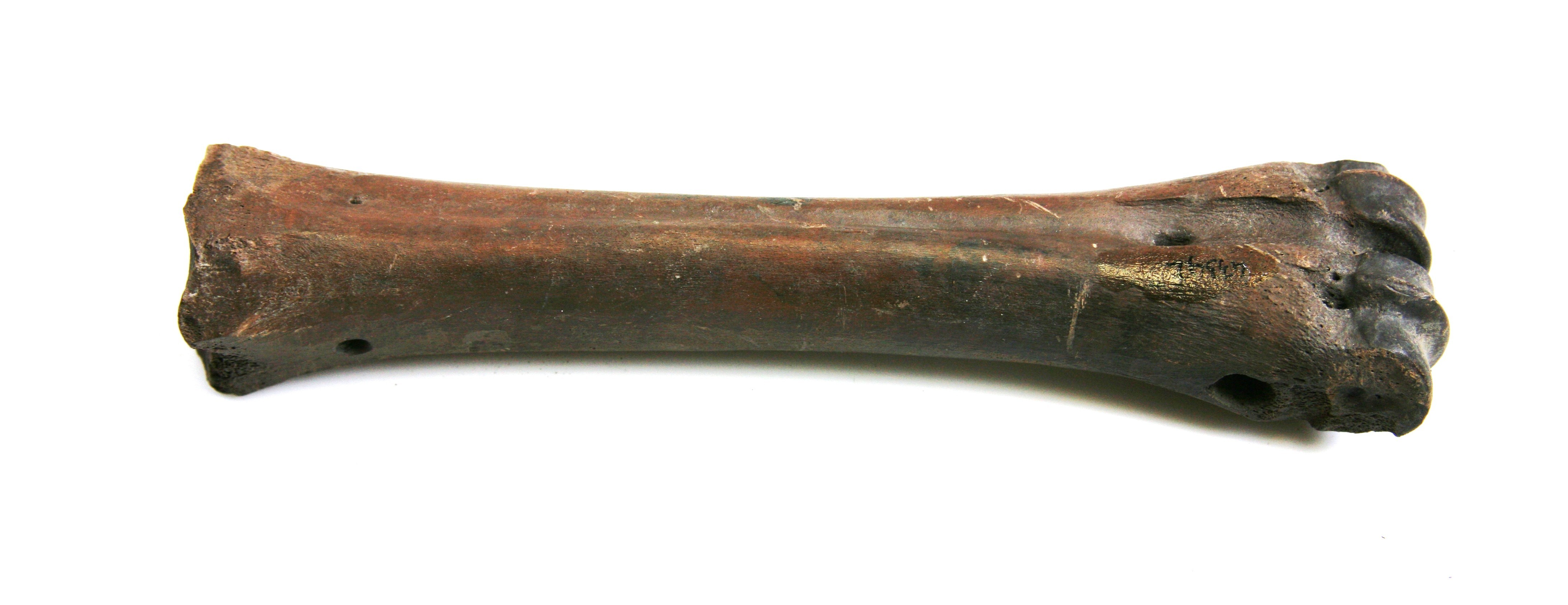 Nog een foto van  Glis