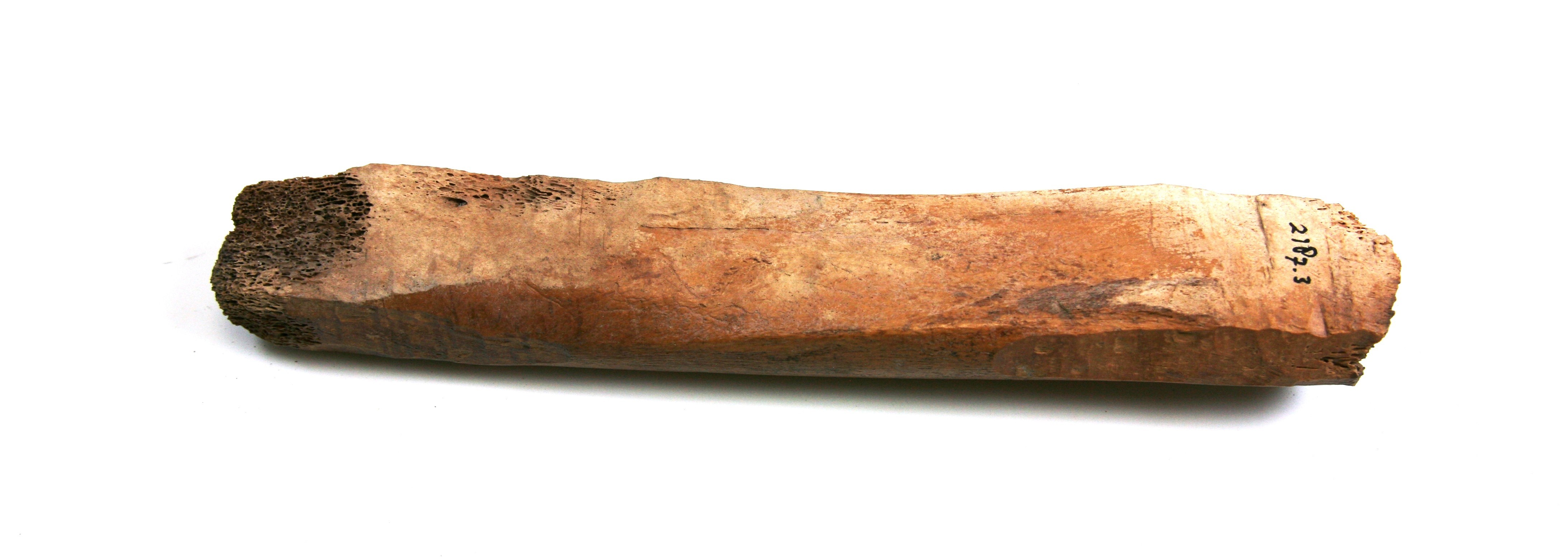 Nog een foto van  Glis