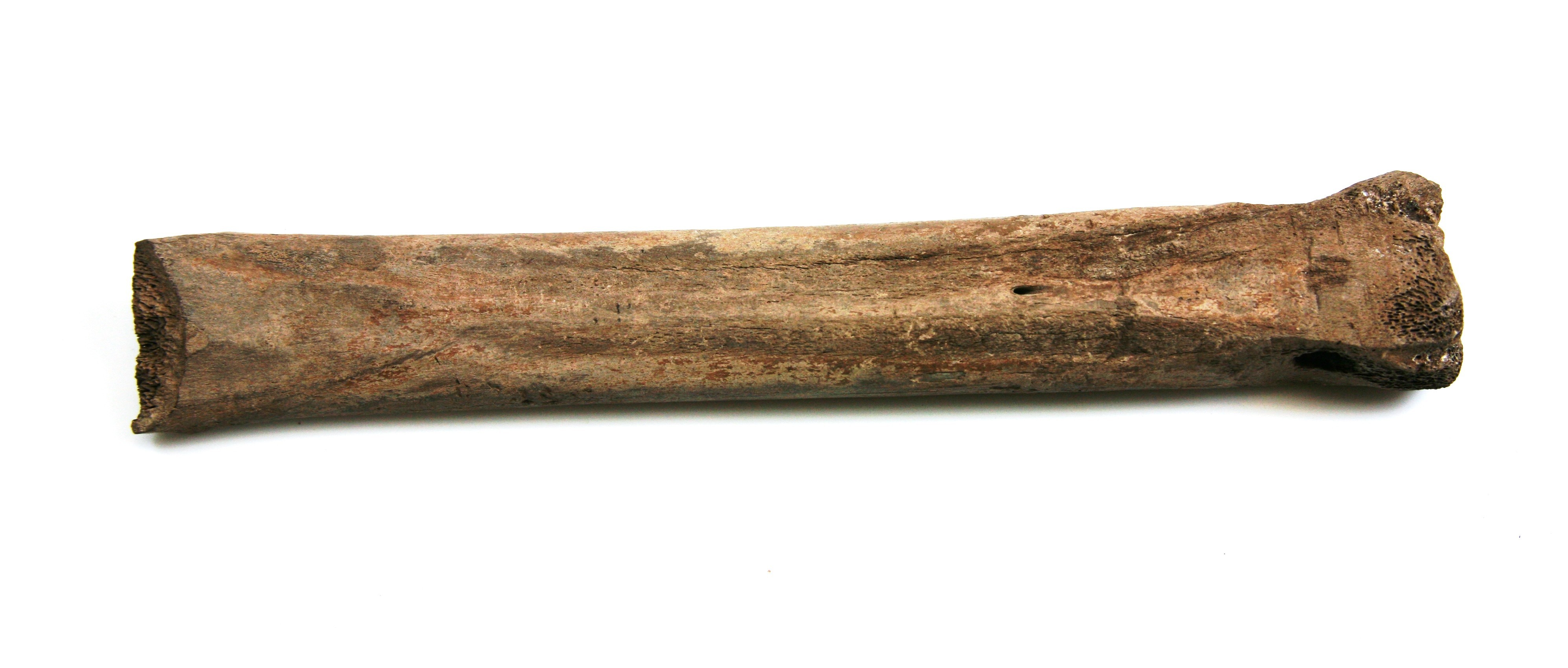 Nog een foto van  Glis