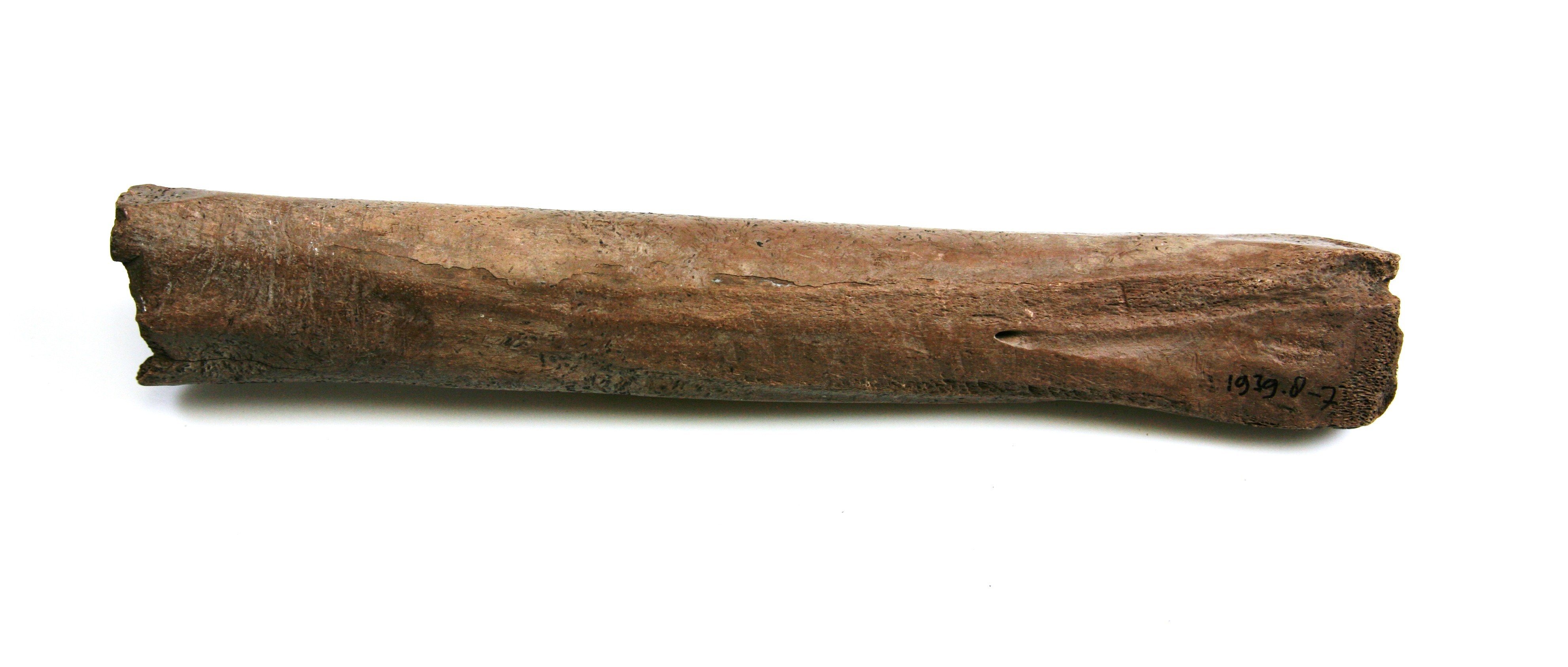 Nog een foto van  Glis