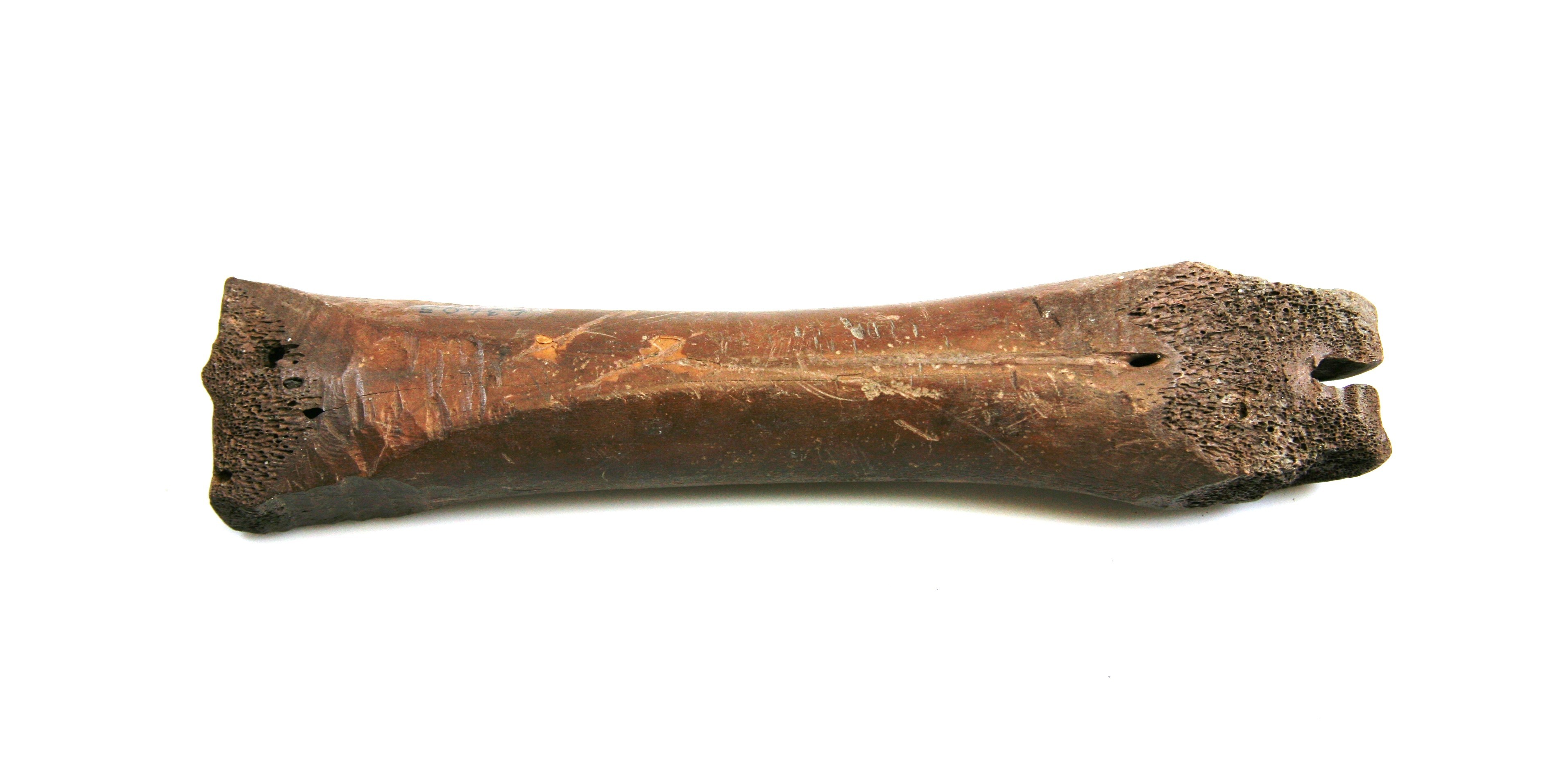 Nog een foto van  Glis