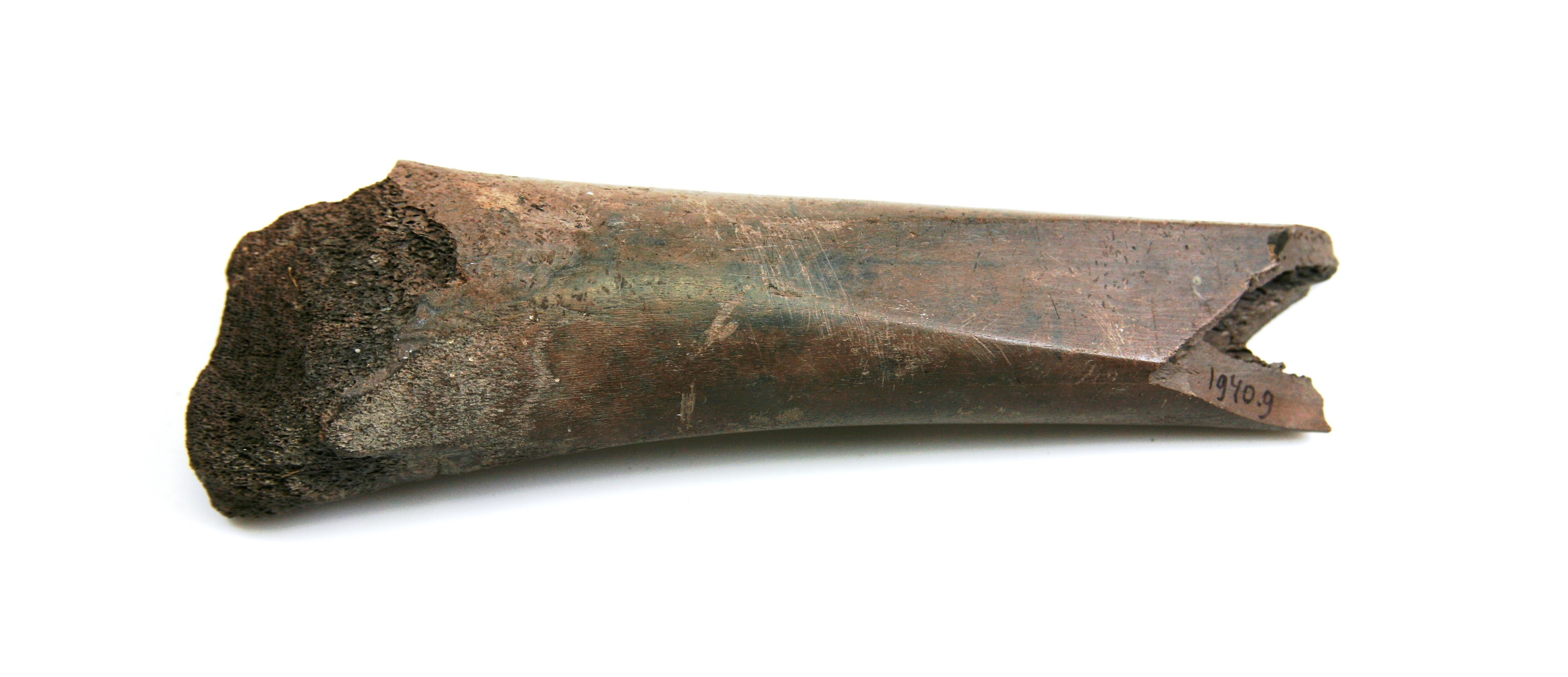 Nog een foto van  Glis