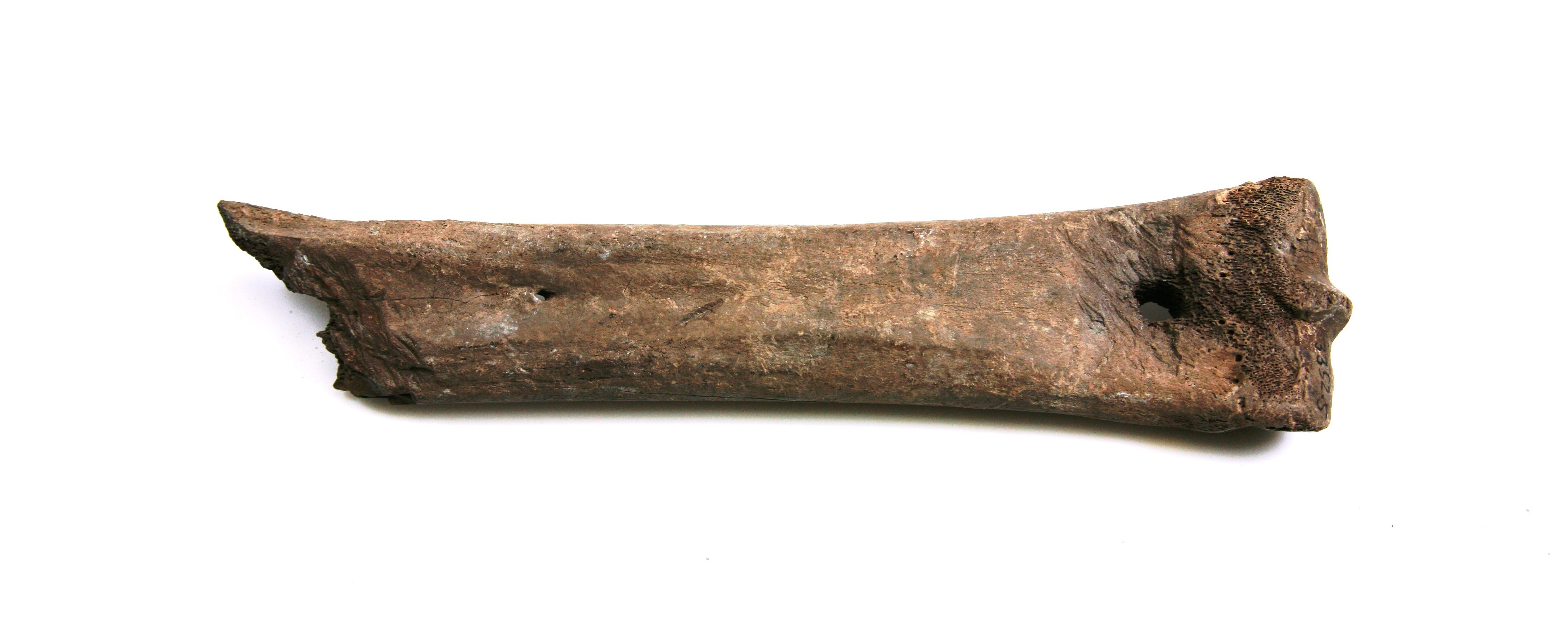 Nog een foto van  Glis