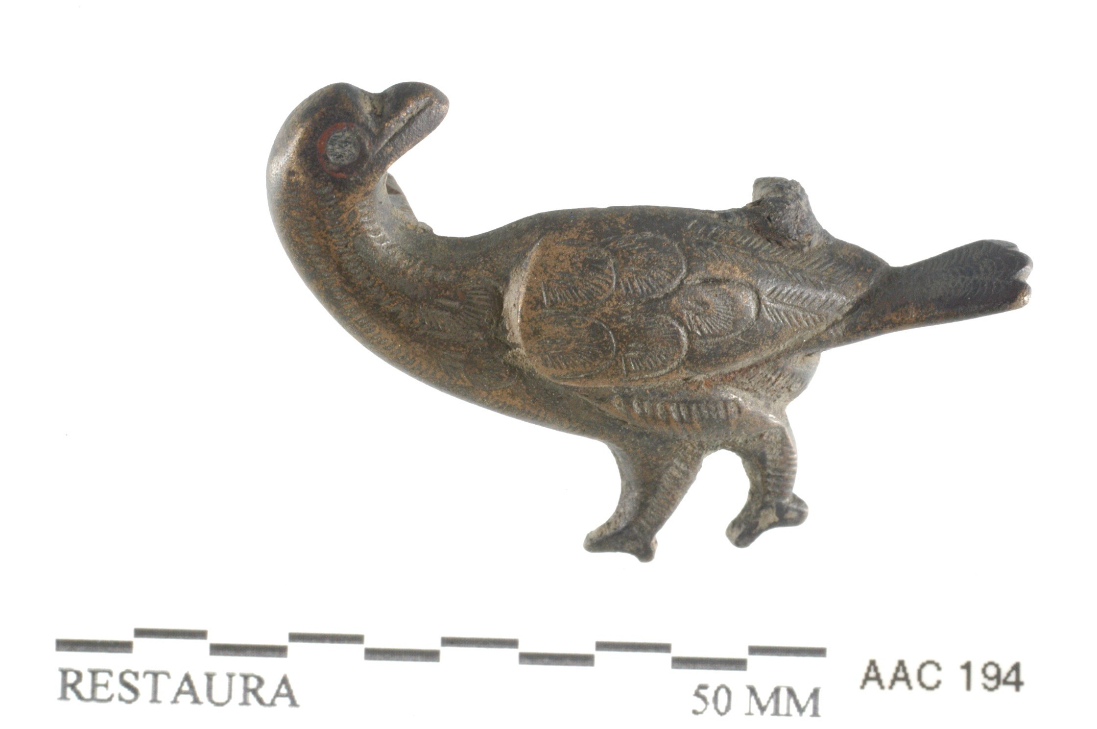 Foto van vogelfibula