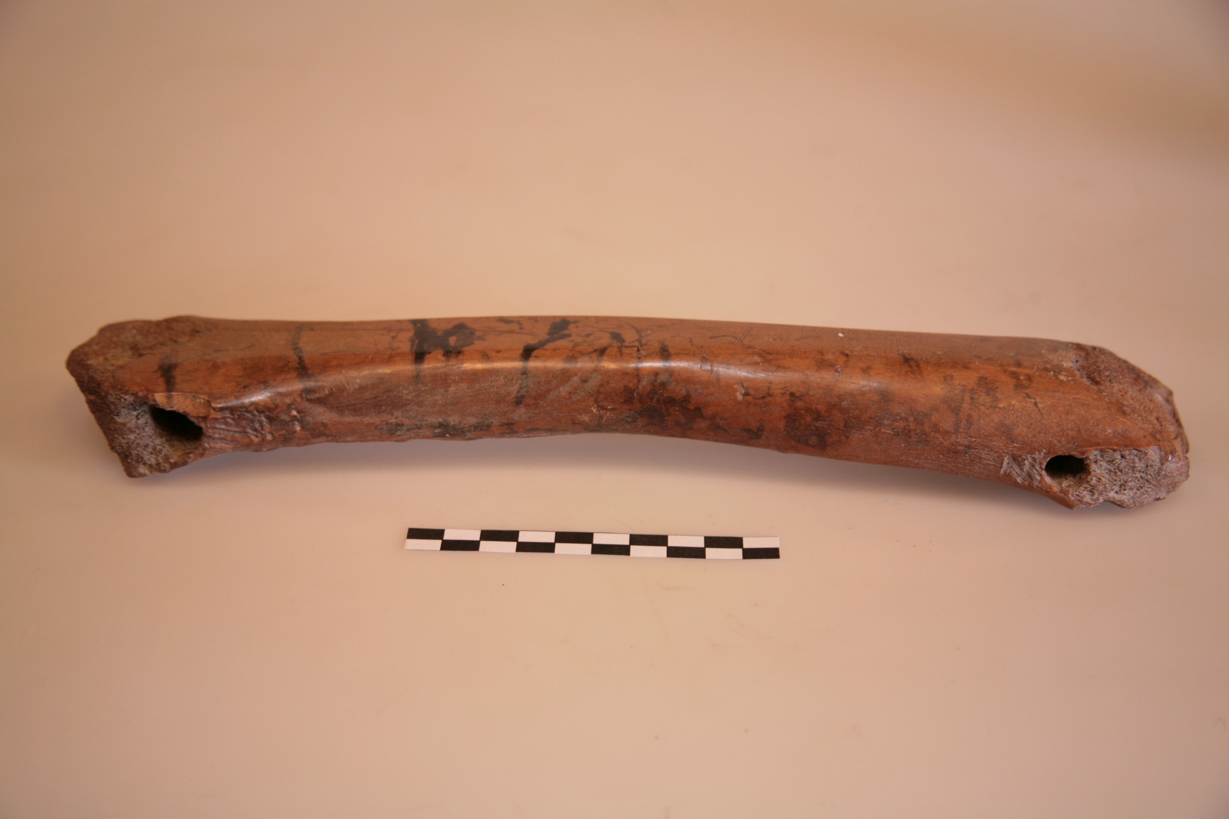 Nog een foto van  Glis