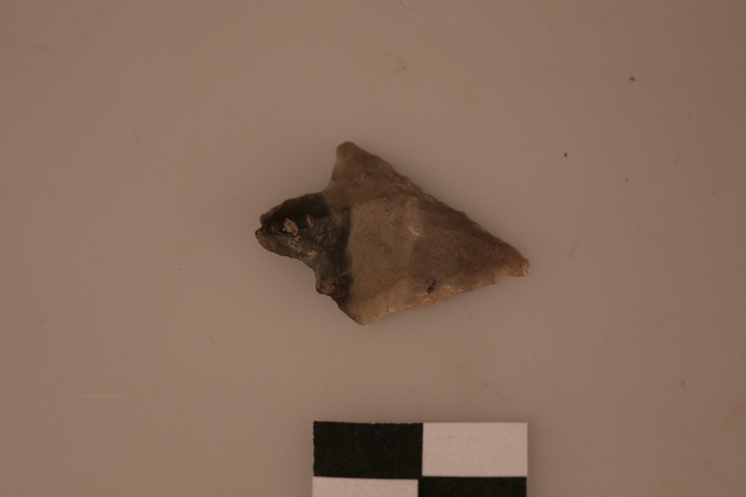 Nog een foto van  type denneboom