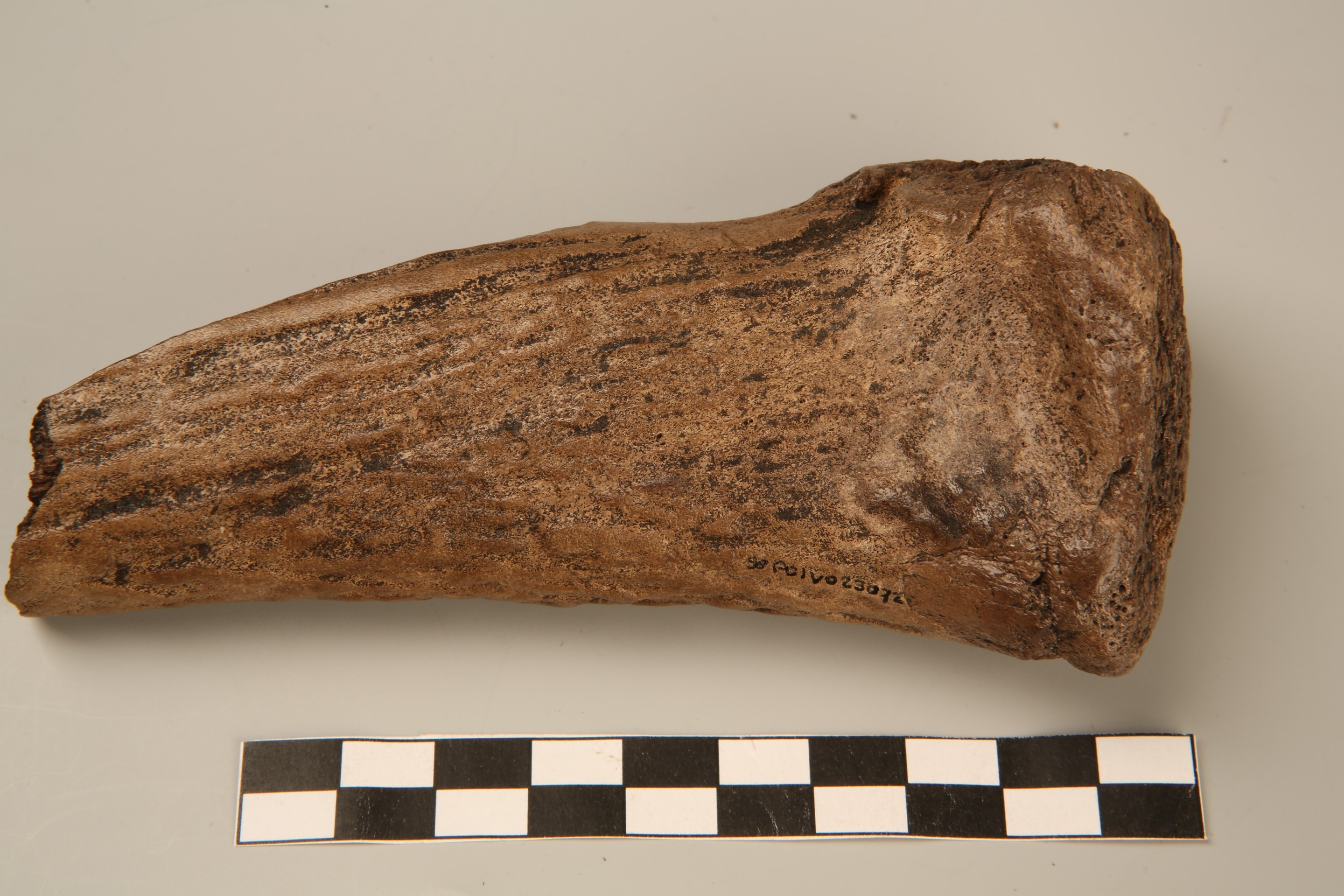 Nog een foto van  Bijl