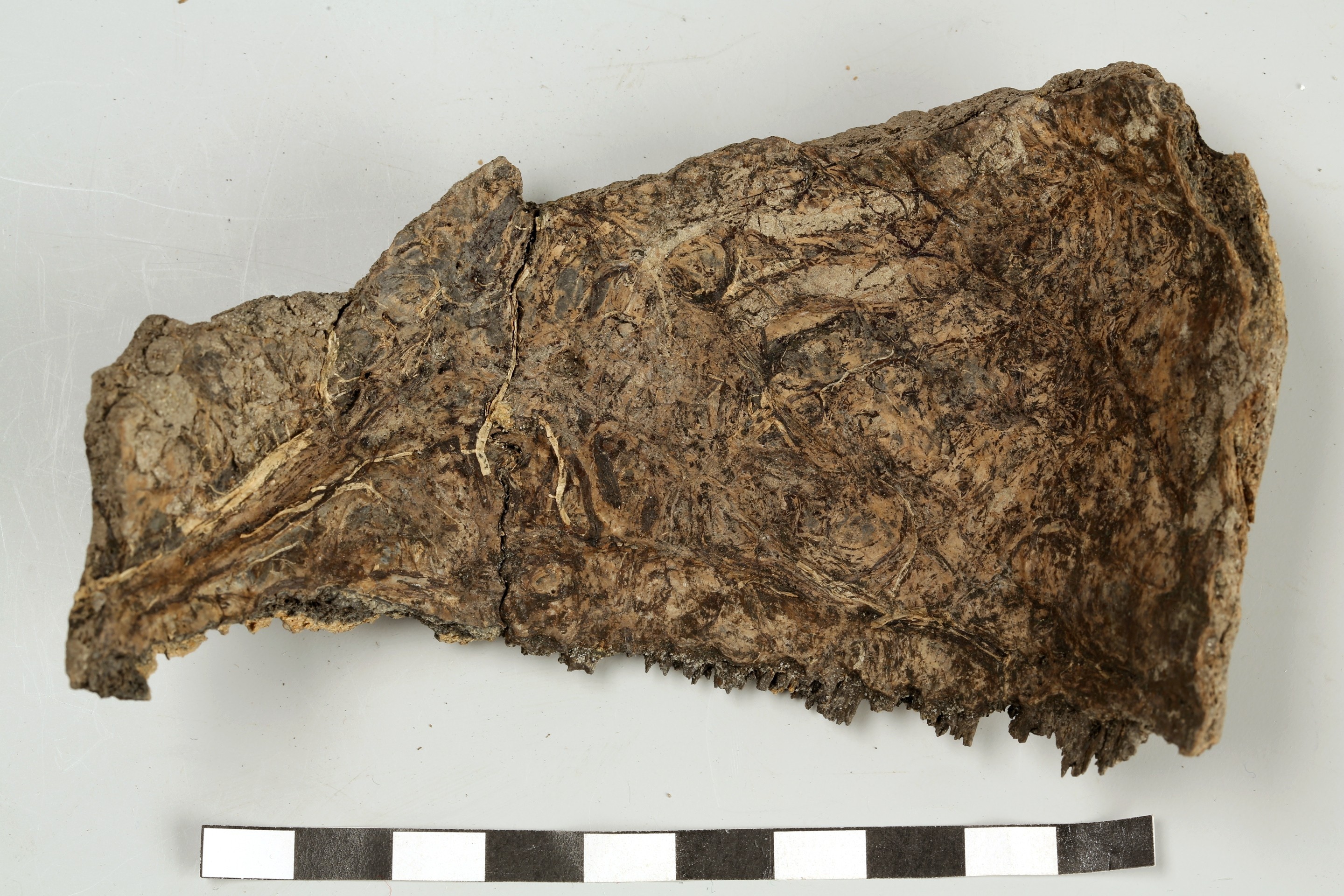 Nog een foto van  Bot, menselijk