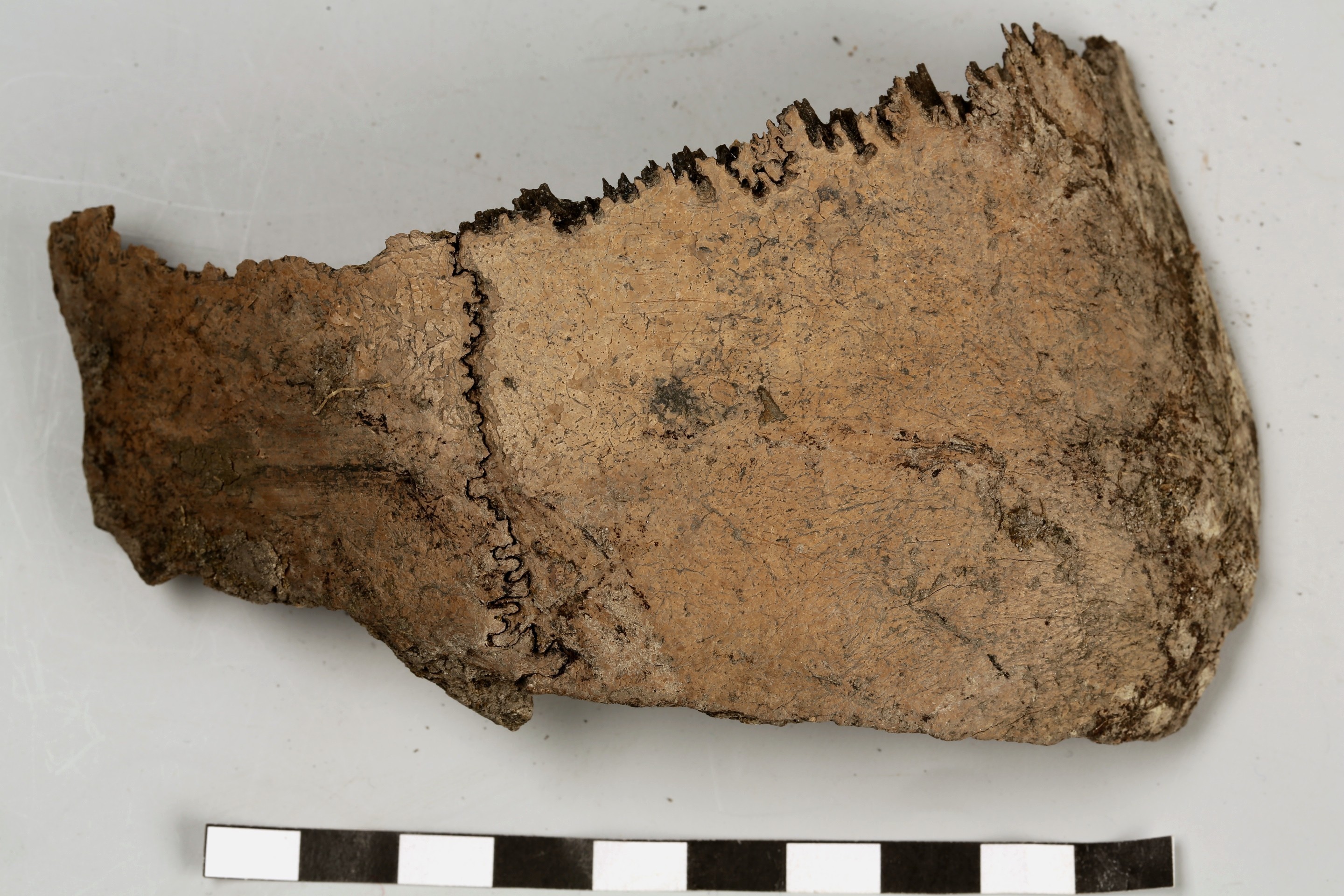 Foto van Bot, menselijk