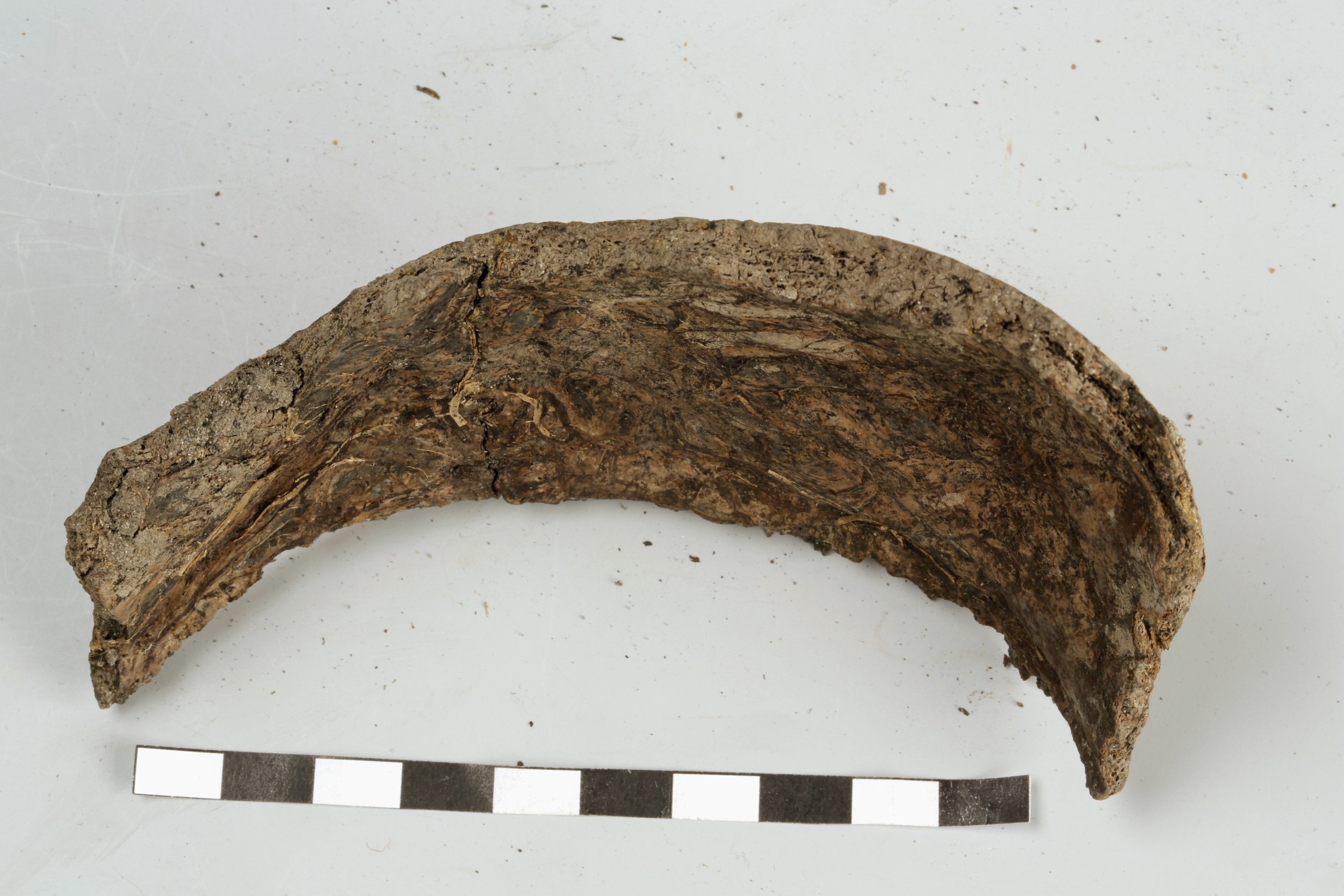 Nog een foto van  Bot, menselijk