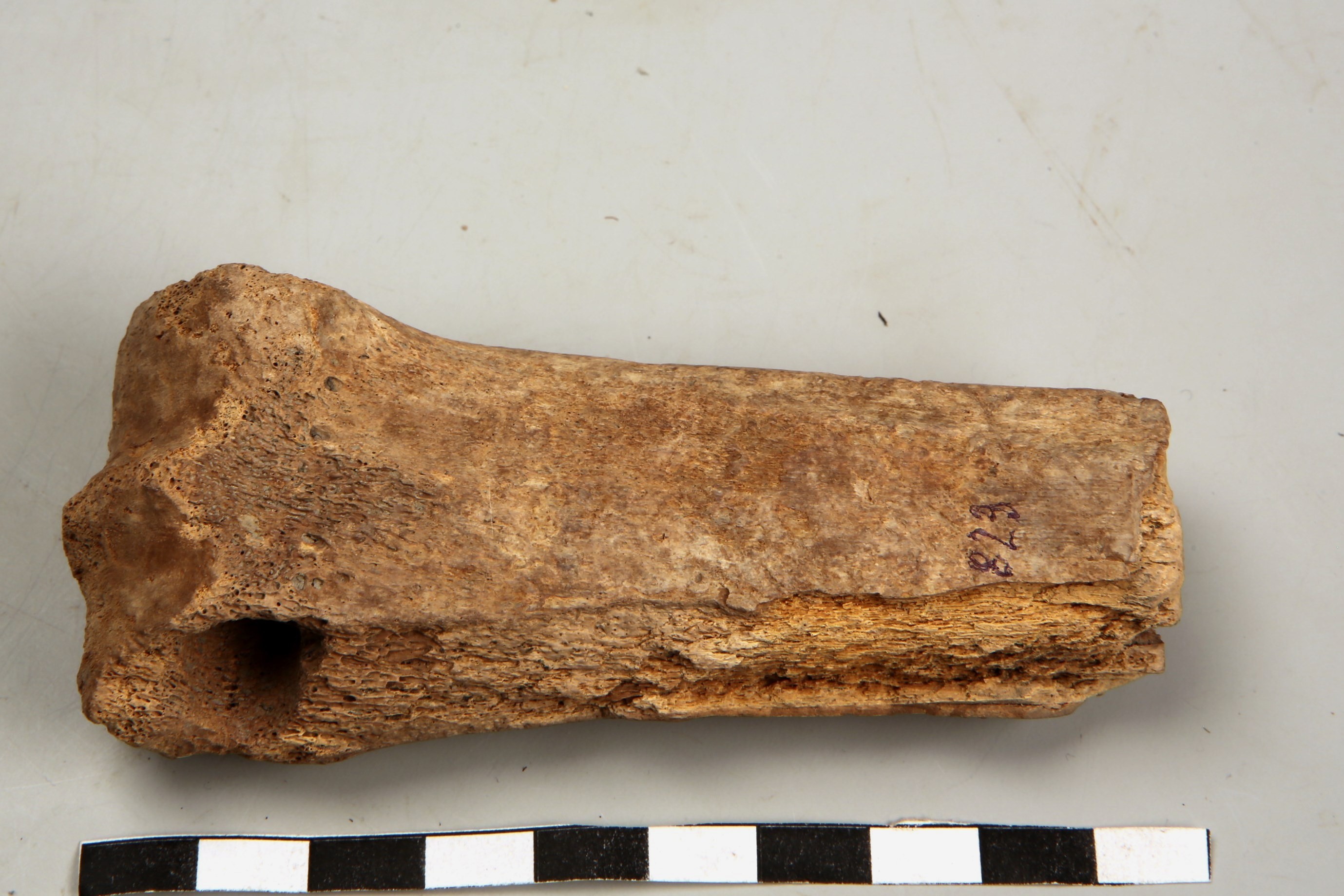 Nog een foto van  Glis