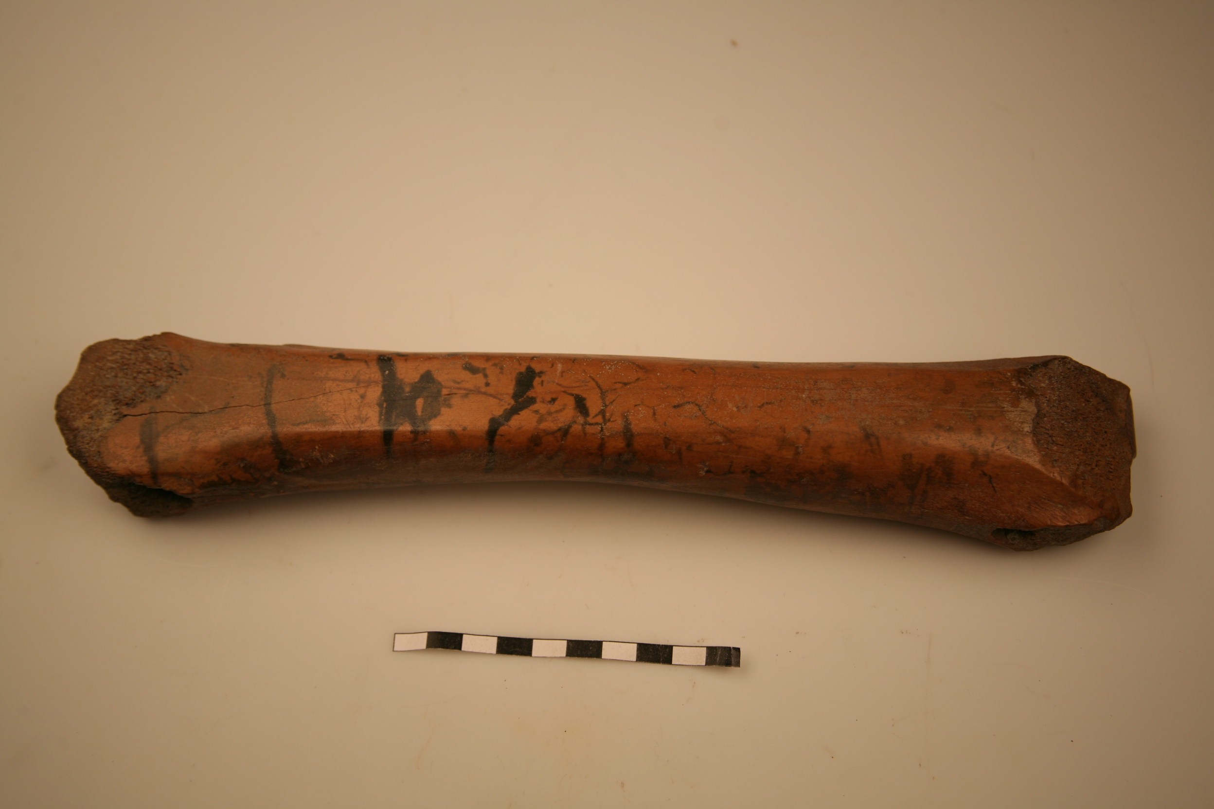 Nog een foto van  Glis