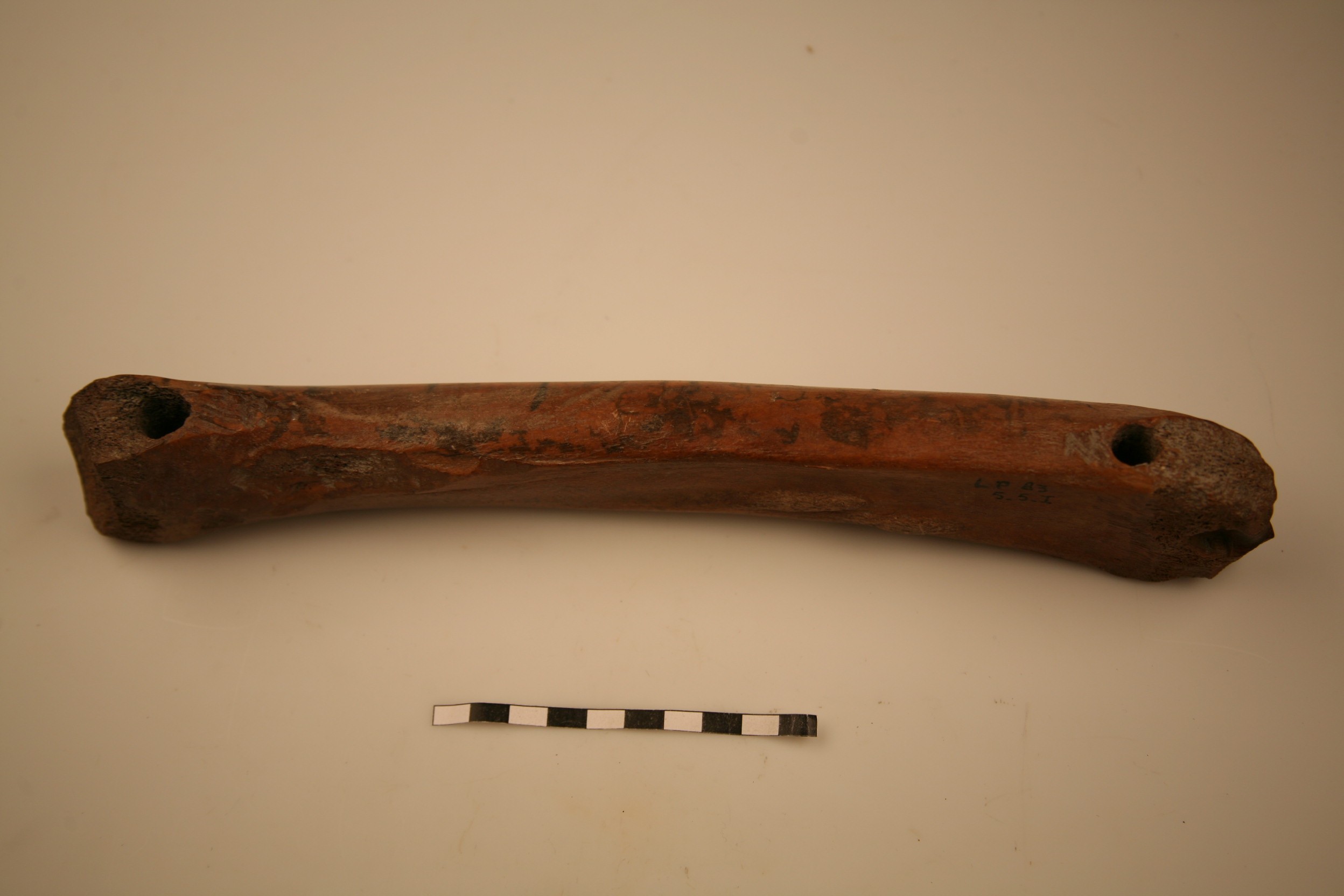 Nog een foto van  Glis