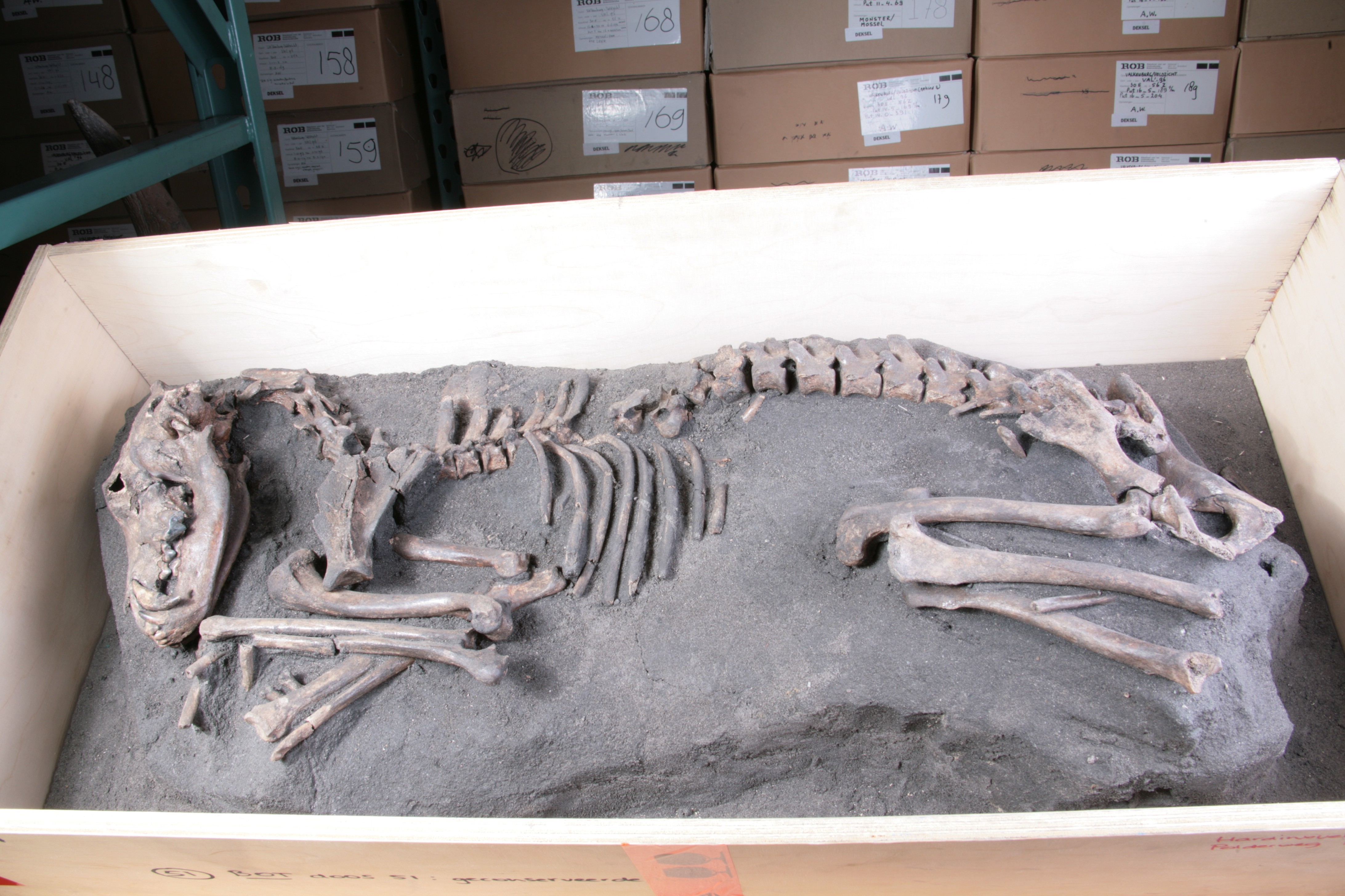 Nog een foto van  hond