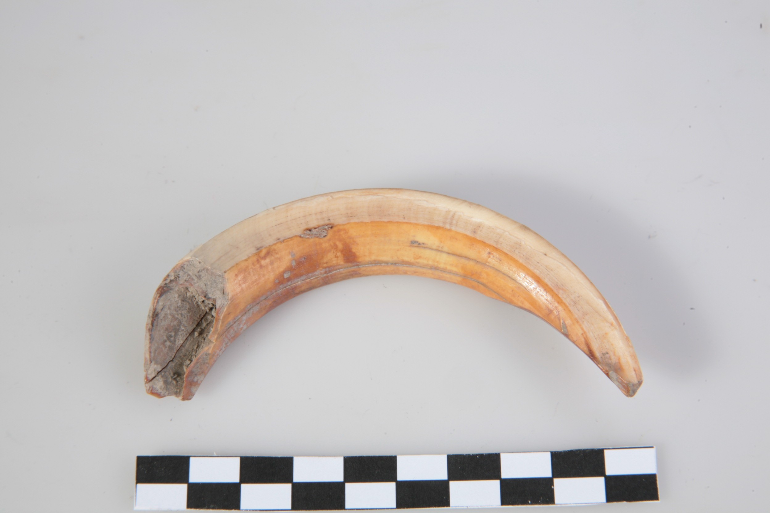 Nog een foto van  zoogdier, wild