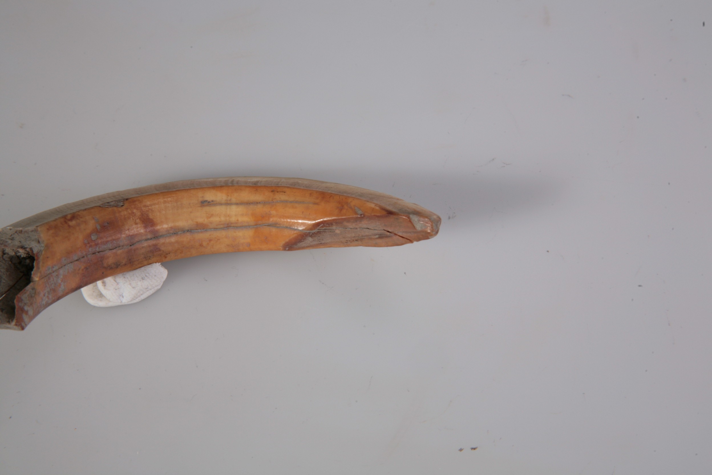 Nog een foto van  zoogdier, wild