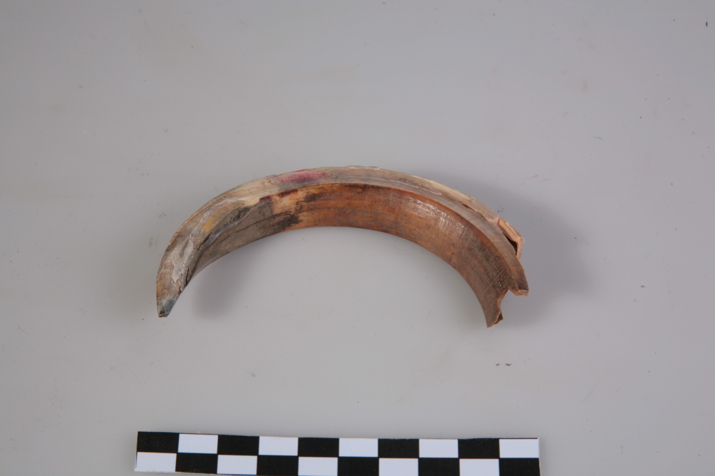 Nog een foto van  zoogdier, wild