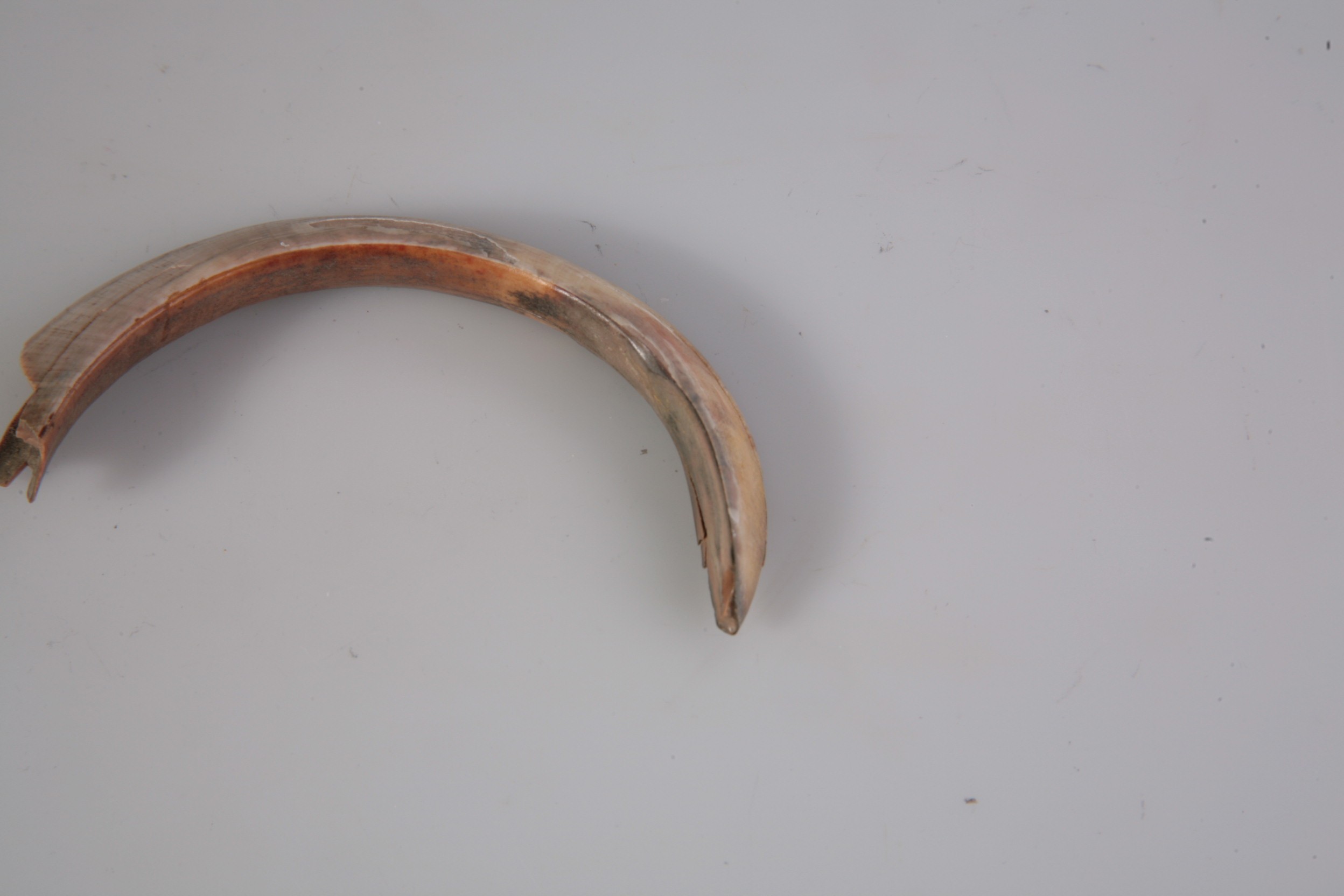 Nog een foto van  zoogdier, wild