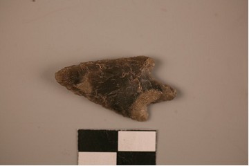 Foto van type denneboom